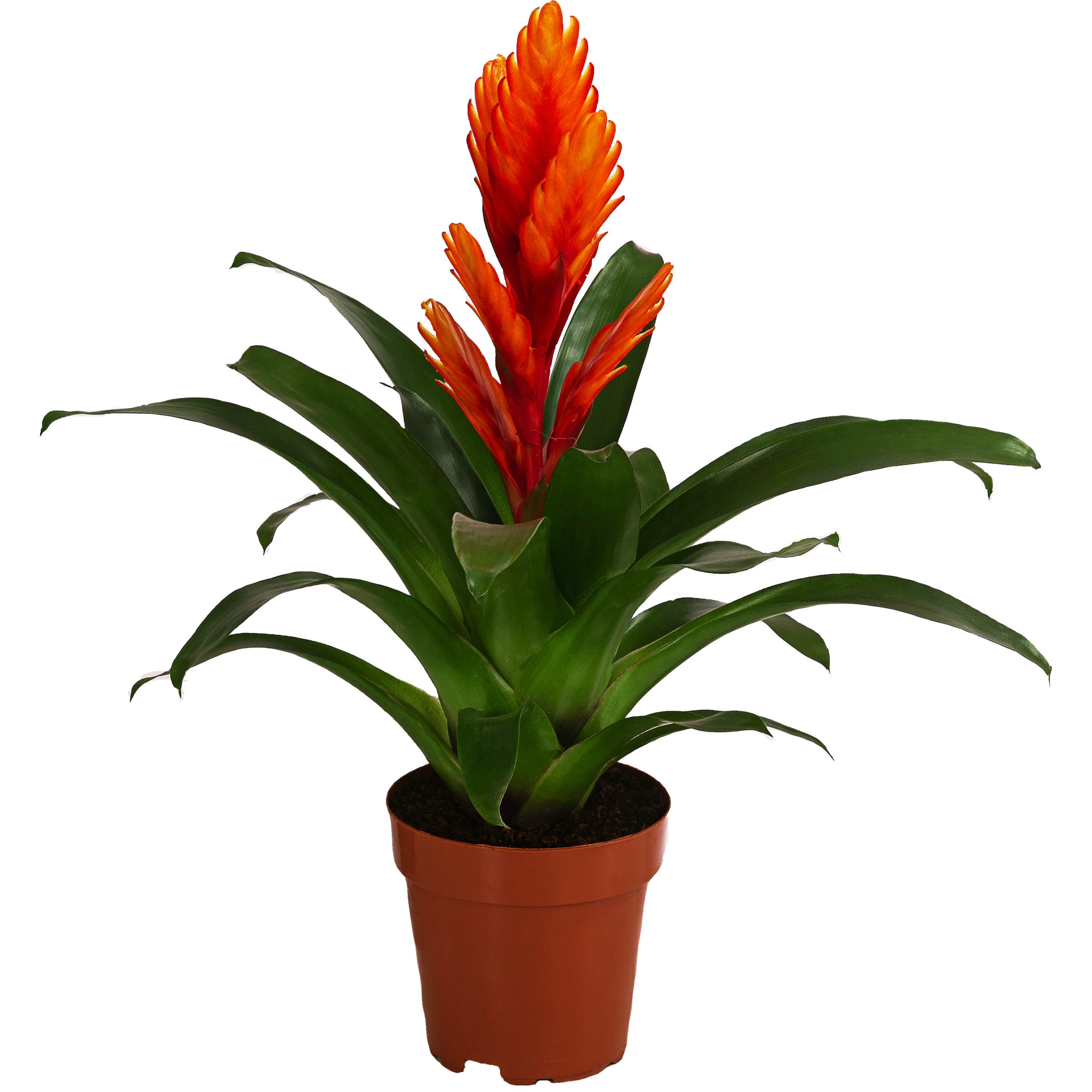 Dehner Zimmerpflanze Vriesea Intenso Orange, Bromelia cultivars, 45 cm, Ø Topf 12 cm, rosettenförmiger Wuchs, Blüte orange