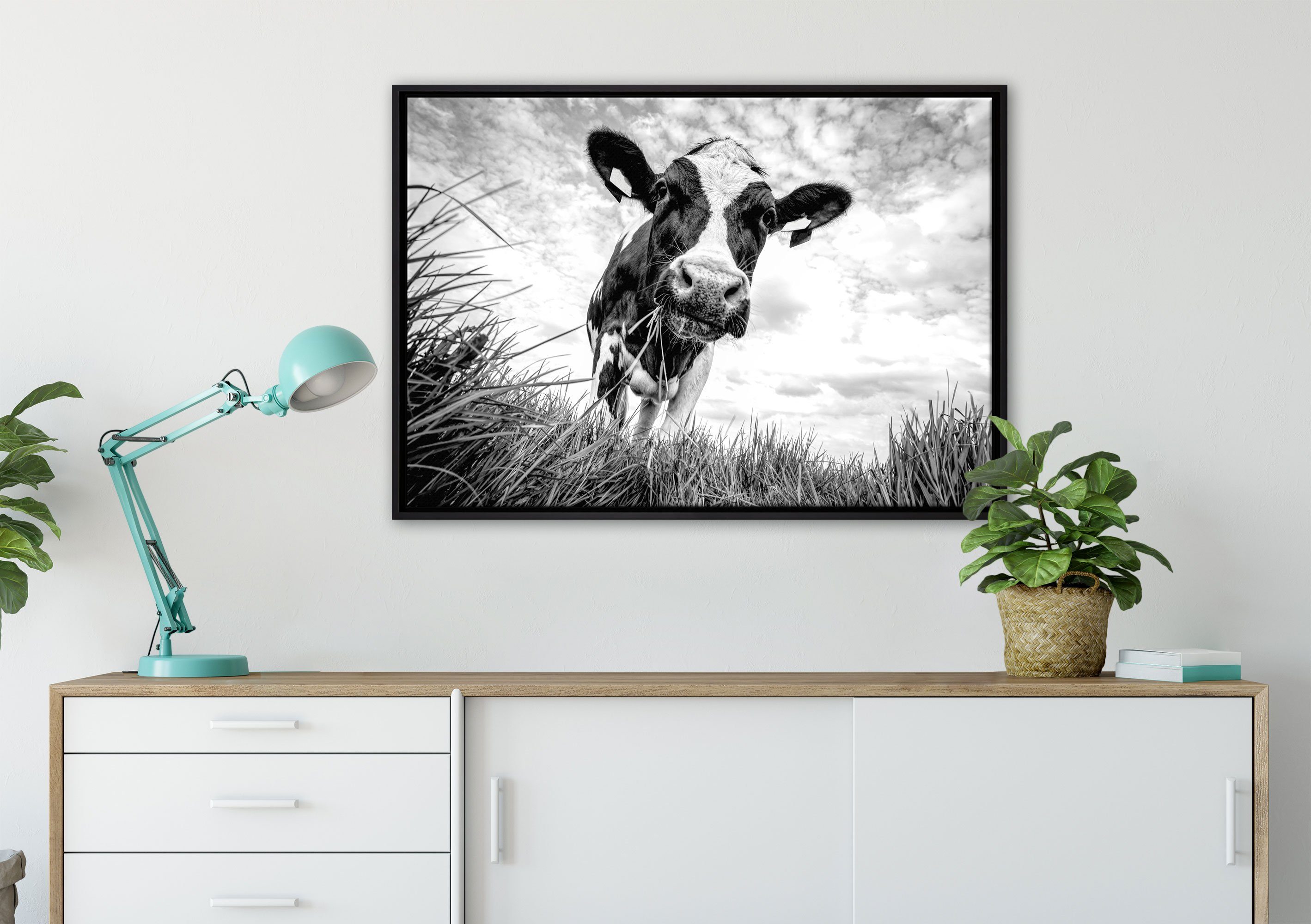 Nahaufnahme (1 Weide, St), Kuh in Monochrome, fertig Leinwandbild bespannt, Wanddekoration gefasst, auf Leinwandbild einem inkl. Schattenfugen-Bilderrahmen Pixxprint Zackenaufhänger Grasende