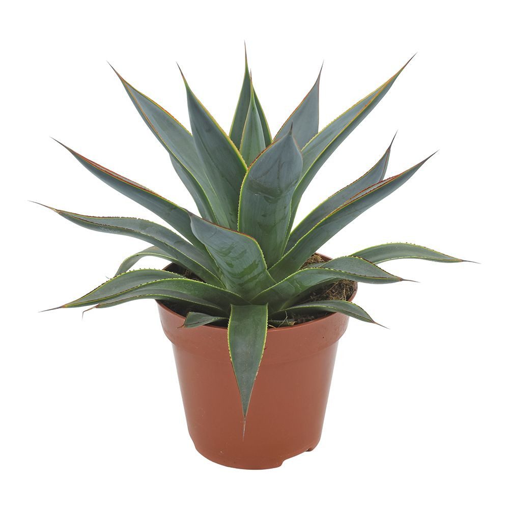 meinvipshop Zimmerpflanze Mediterrane Agave