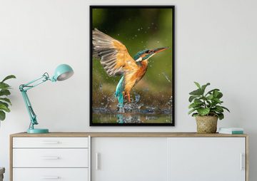 Pixxprint Leinwandbild Eisvogel auf der Jagd nach Fischen, Wanddekoration (1 St), Leinwandbild fertig bespannt, in einem Schattenfugen-Bilderrahmen gefasst, inkl. Zackenaufhänger