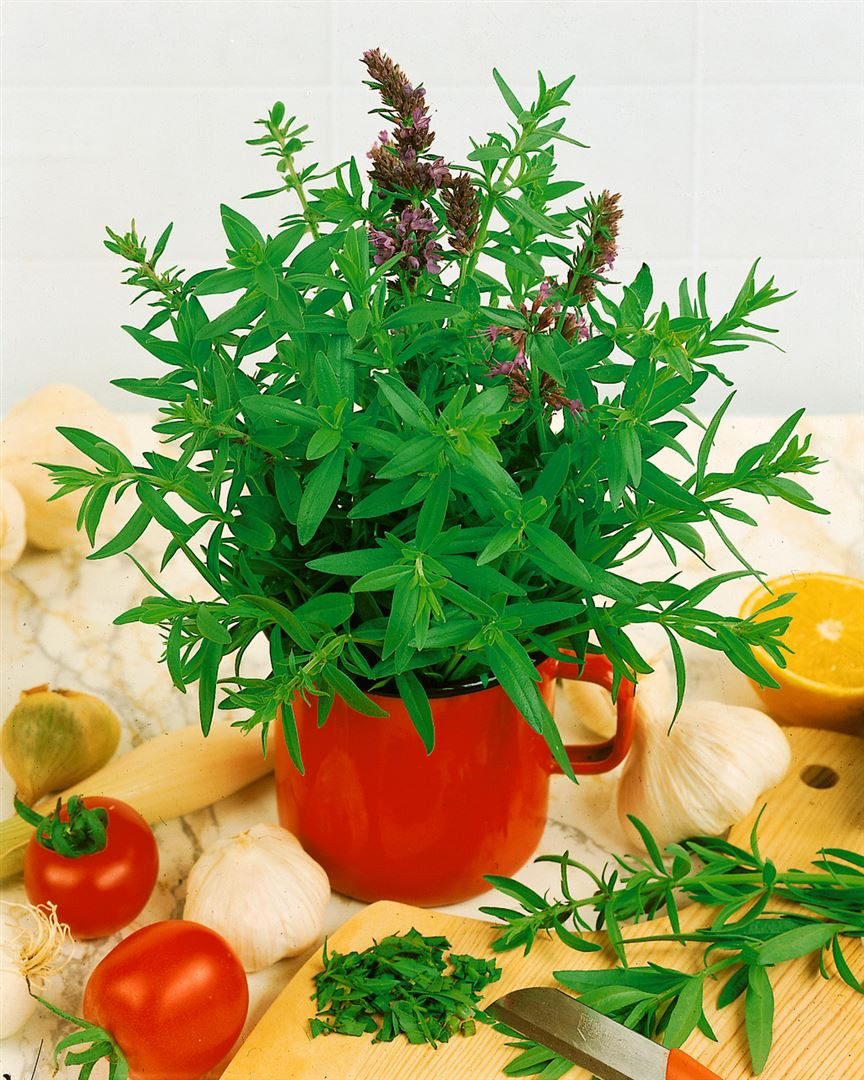 Pflanzen für Dich Staude Hyssopus officinalis, 1 St., Echter Ysop, Ysop günstig online kaufen