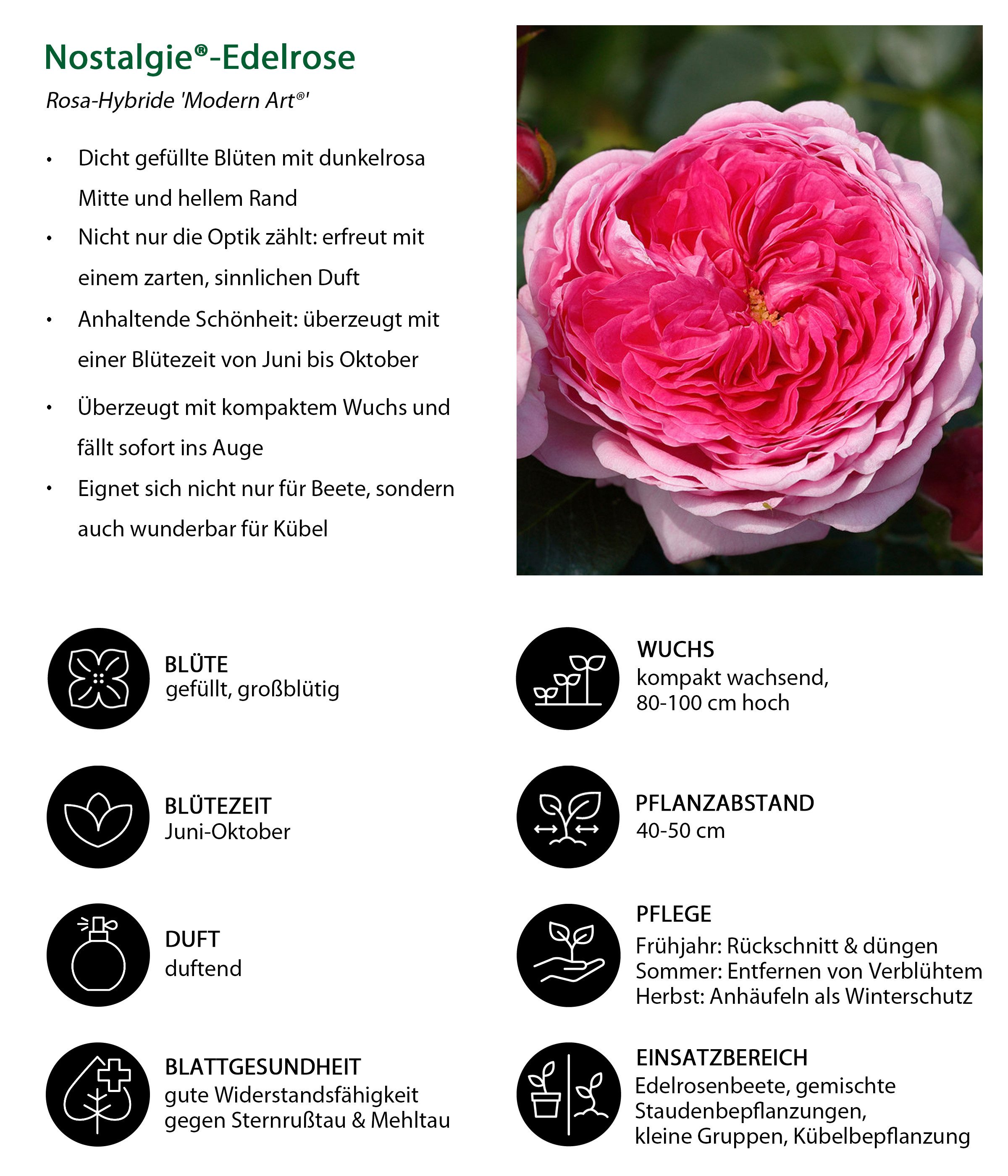 Dehner Rose Nostalgie®-Edelrose Modern Art®, 15-30 cm, duftend, 6 l Topf, rosa-pinke Blüten, gefüllt und duftend, Züchter Tantau