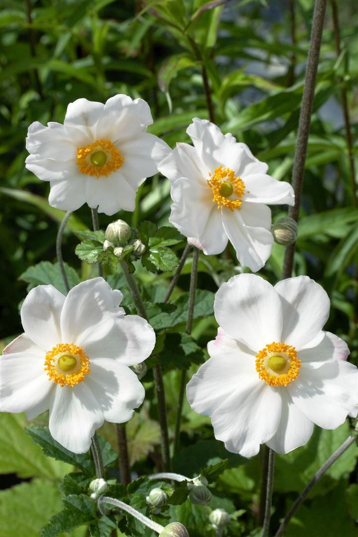 Pflanzen für Dich Staude Anemone jap. Andrea Atkinson, 1 St., Herbst-Anemone, Japan-Anemone