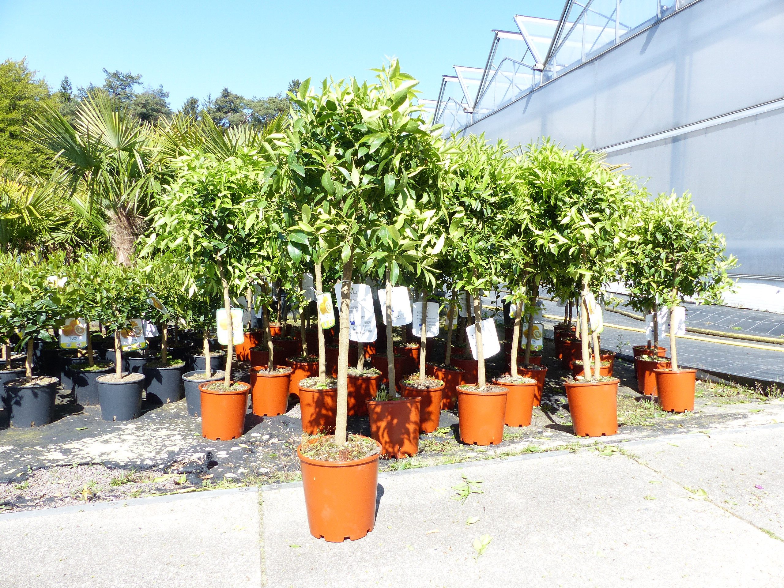 gruenwaren jakubik Zitronenbaum Citrus Yuzu 100 - 120 cm, Zitronenbaum Zitrone, japanische Zitrone