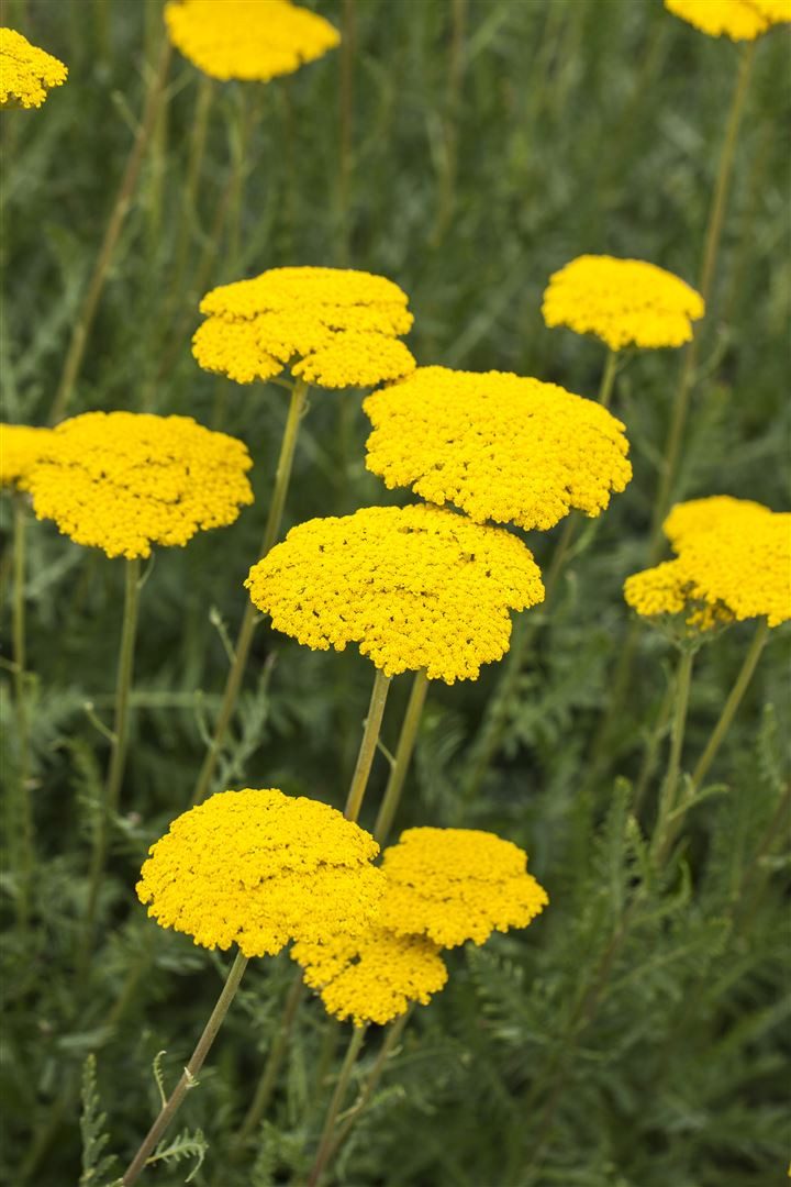 Pflanzen für Dich Staude Achillea filip. Parker, 1 St., Gold-Garbe, Schafgarbe
