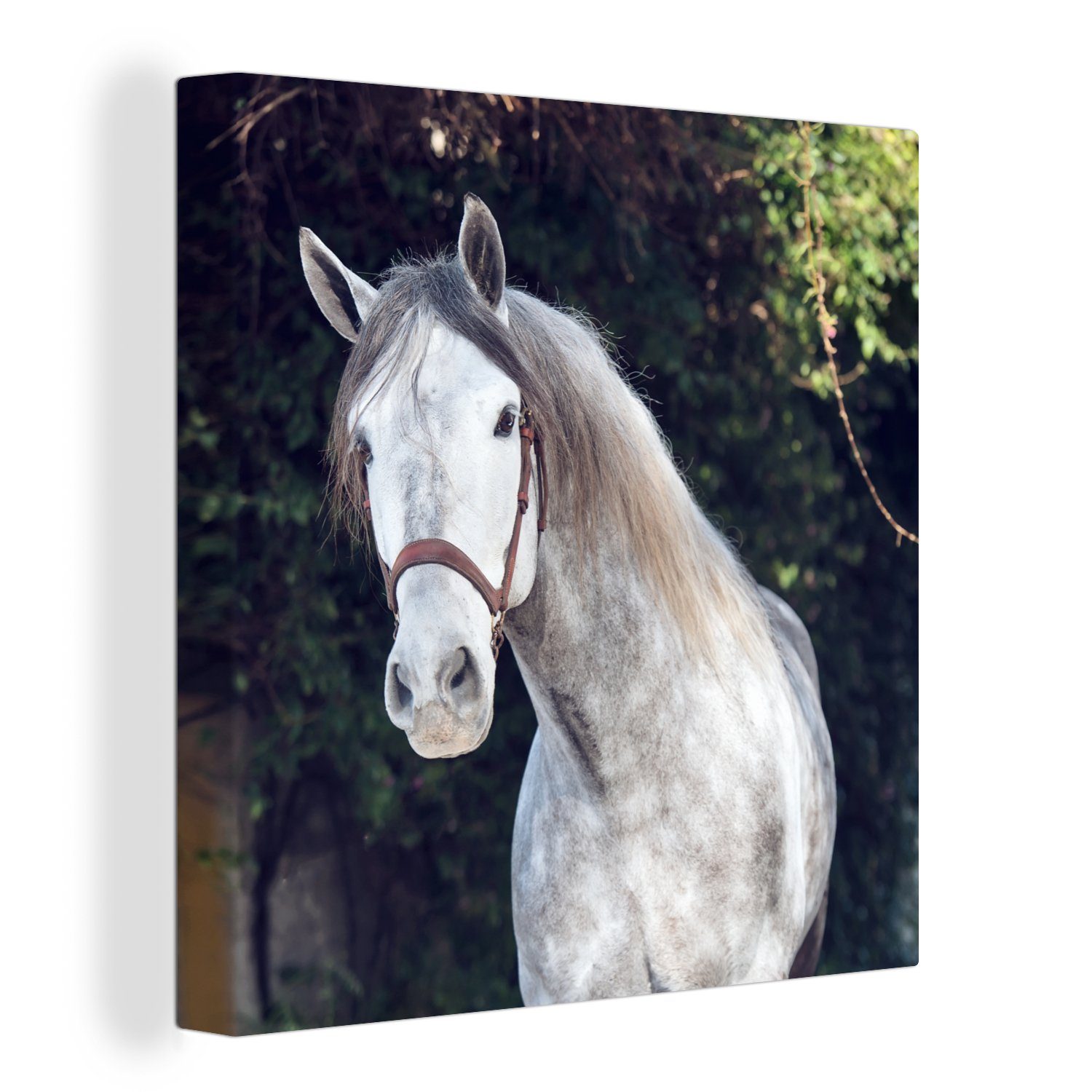 OneMillionCanvasses® Leinwandbild Pferd - Halfter - Natur, (1 St), Leinwand Bilder für Wohnzimmer Schlafzimmer