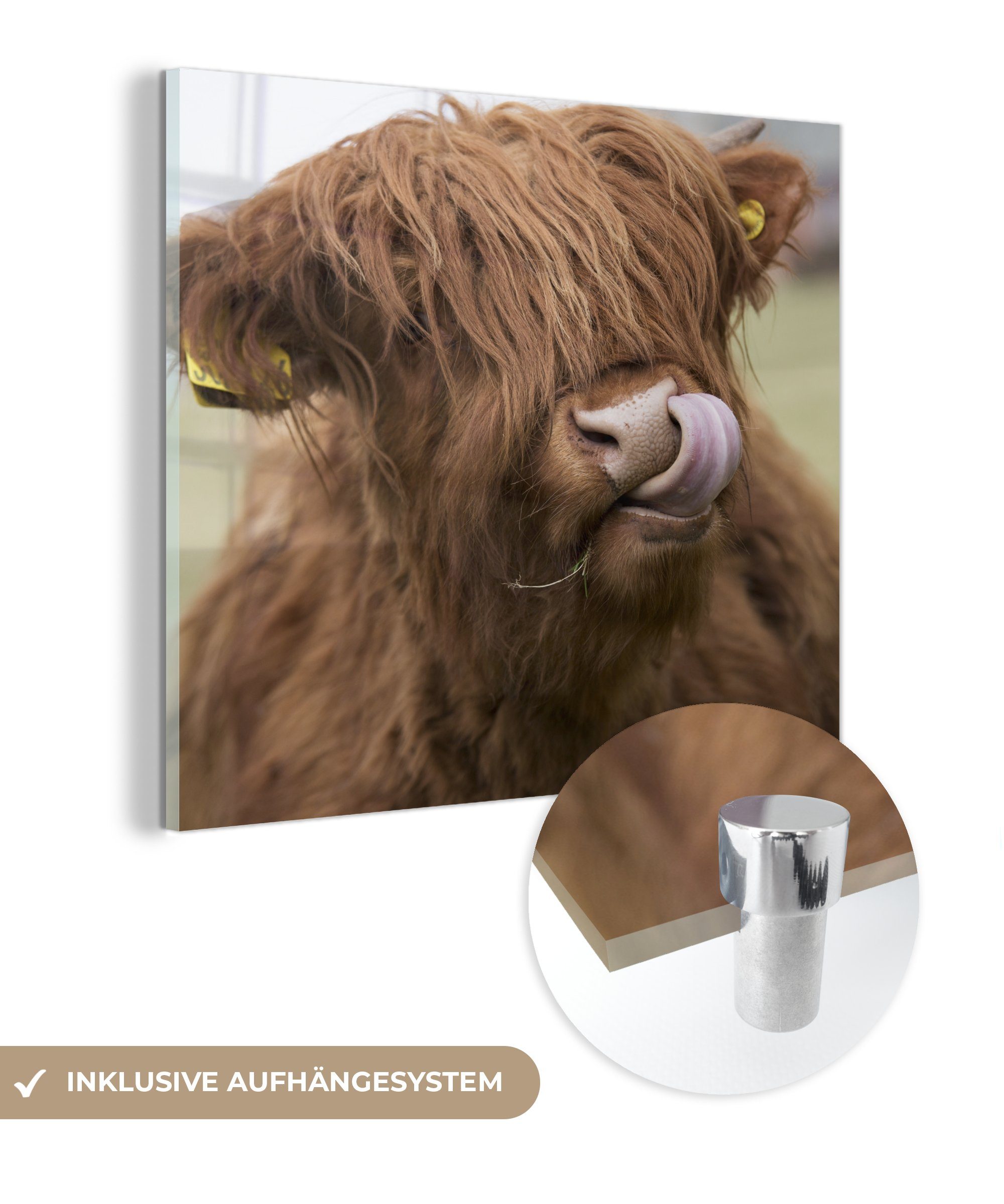 MuchoWow Acrylglasbild Schottischer Highlander - Braun - Kuh, (1 St), Dekorative Bild für Küche & Wohnzimmer auf Glas