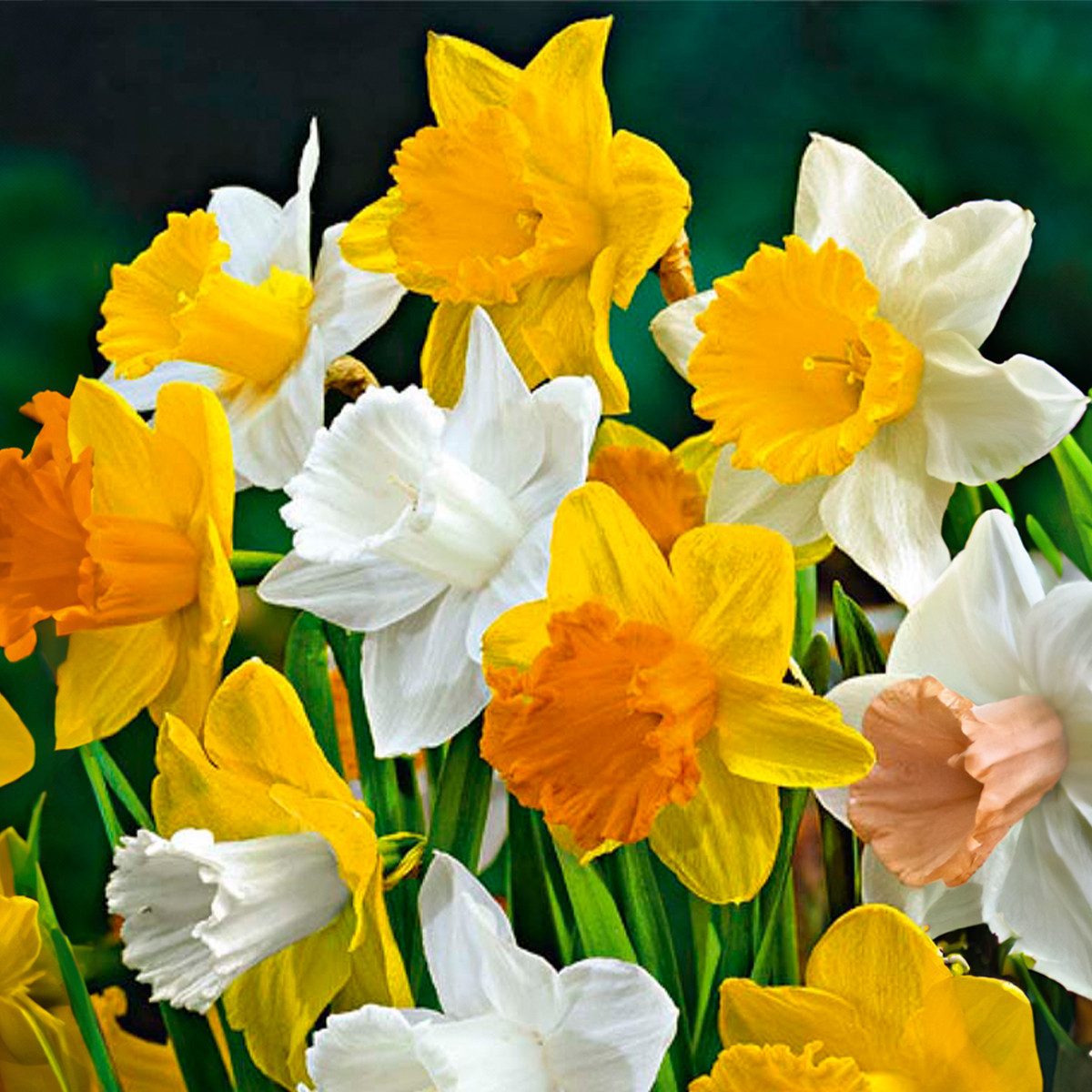 Bloomique Blumenzwiebeln 15er-Mix - Narzisse - Narzisse - großblumiger Mix - Farbmix - Blumenzw, (15-St)