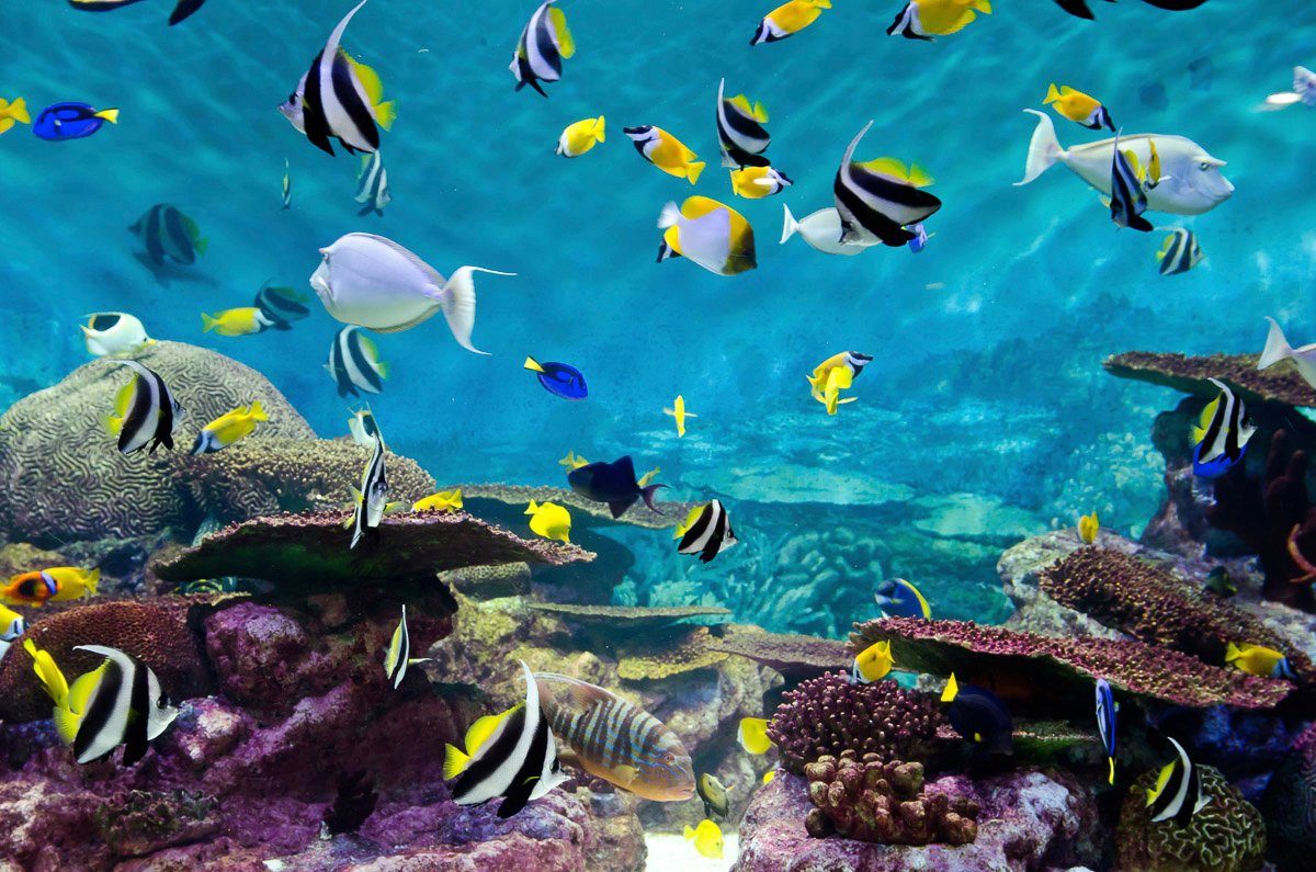 Fototapete Fische