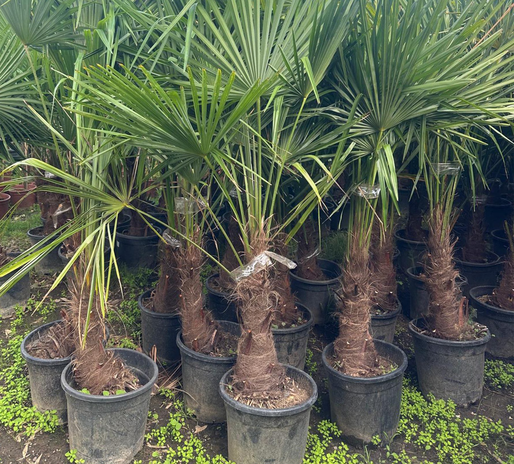 Palms-Store Baum PALME TRACHYCARPUS FORTUNEI Höhe ca.: 180cm, Chinesische Hanfpalme, Winterhart bis ca. –19 °C