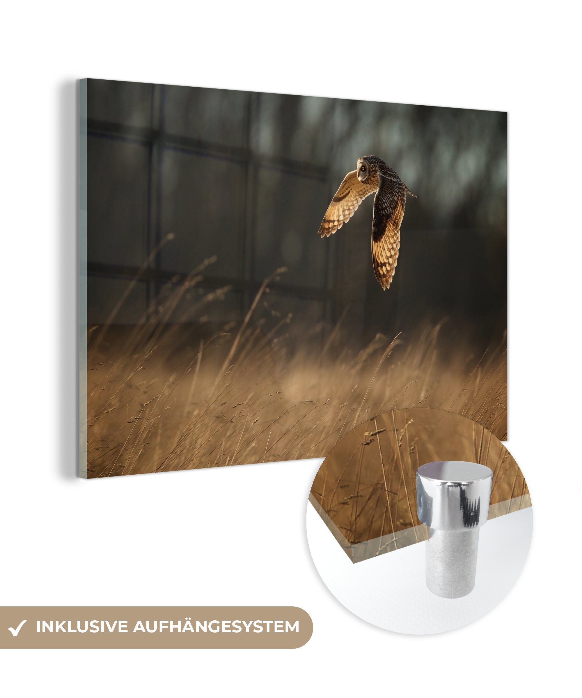 MuchoWow Jagd Wohnzimmer Sumpfohreule Acrylglasbilder & (1 Schlafzimmer St), im Acrylglasbild bei der Abendlicht,