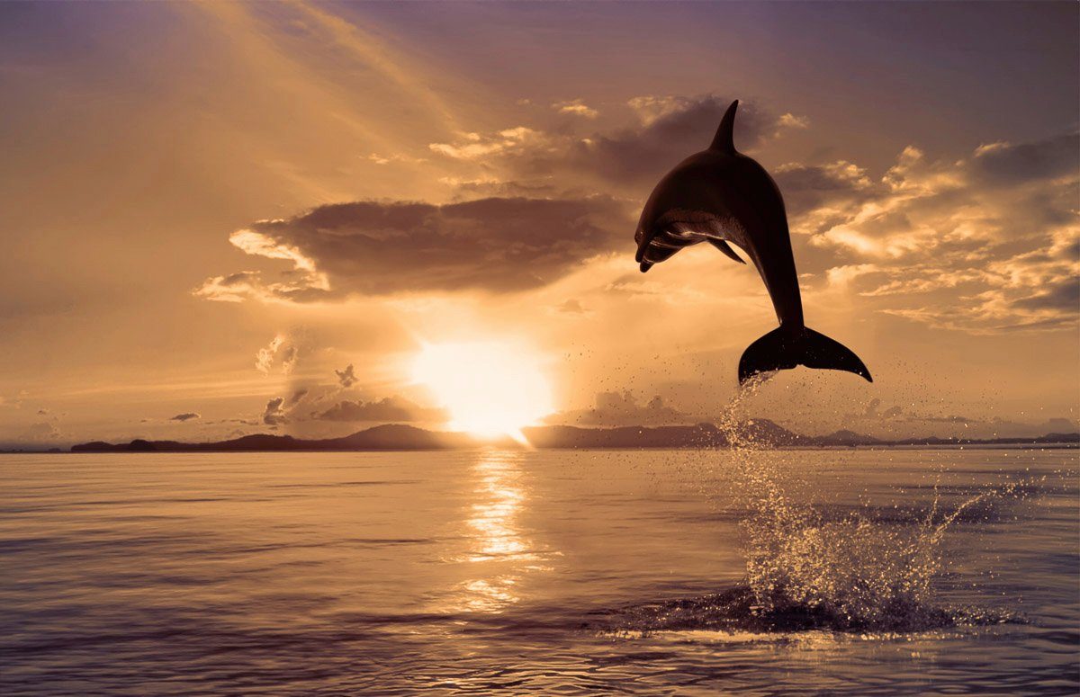 Papermoon Fototapete Springender Delphin | Fototapeten