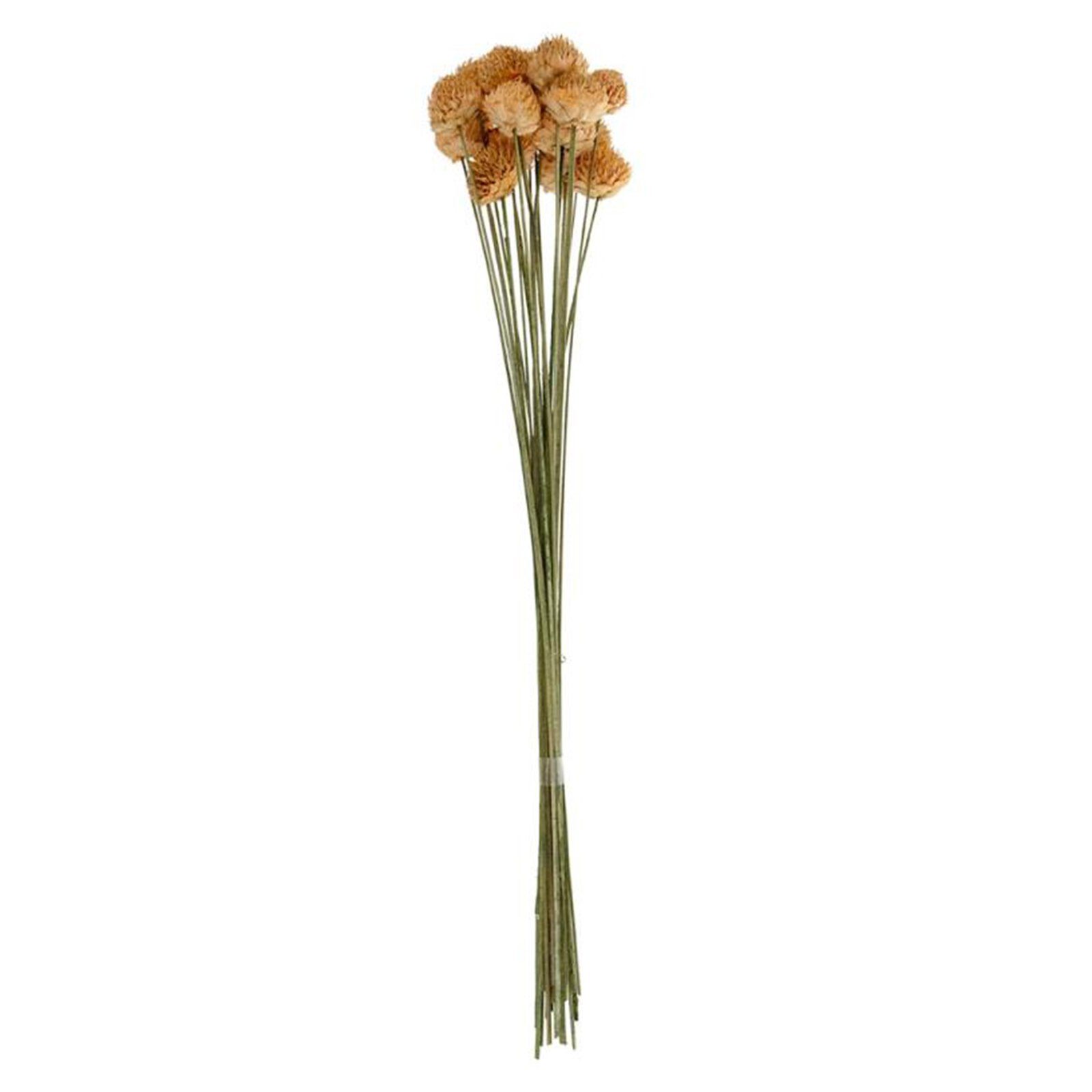 Trockenblume »Körbchenblumen hellorange - Black daisy - Melampodium  leucanthum - 35-38 cm - 20 Stück«, DIJK