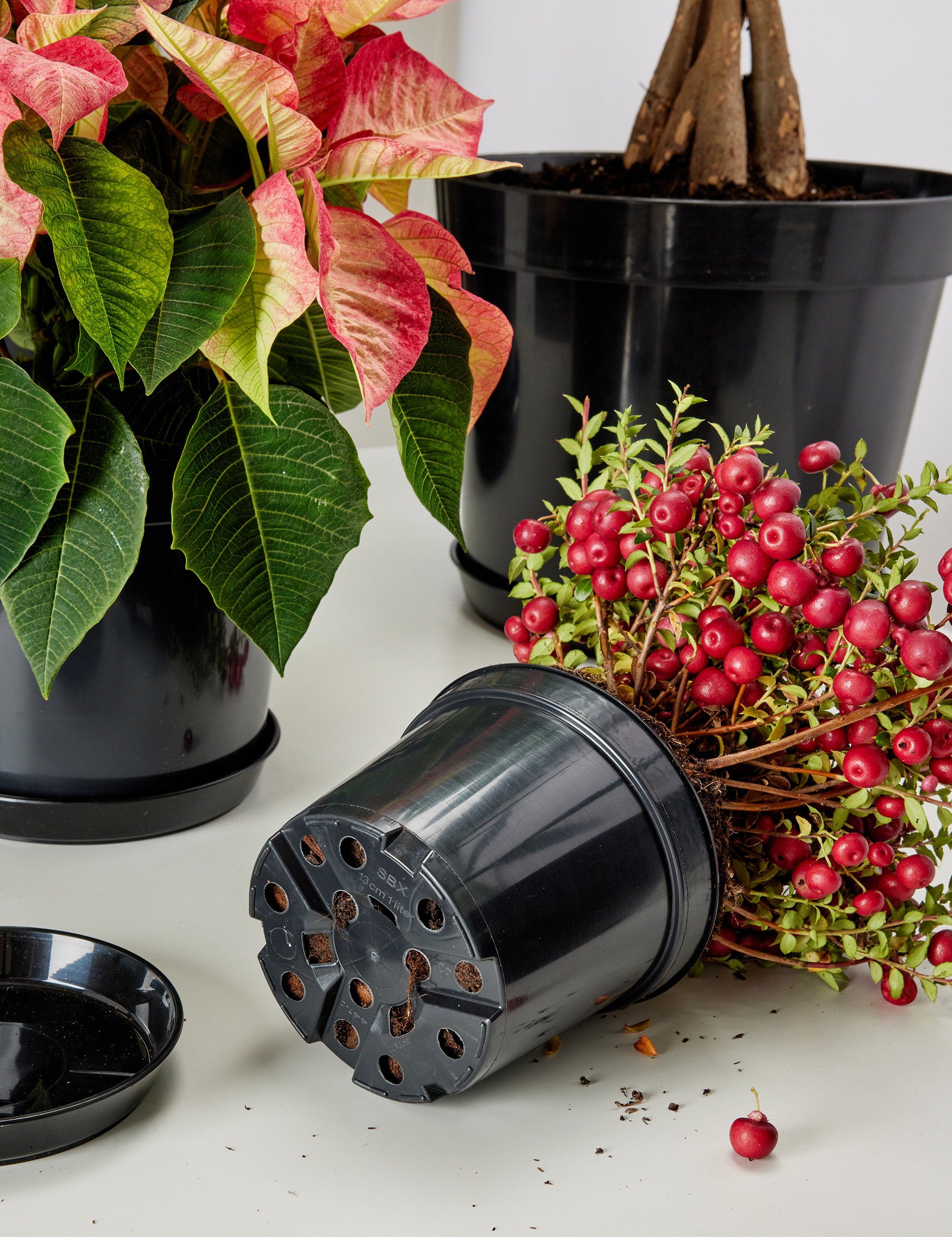Garronda Blumentopf Kunststoff rund Pflanztopf Kräutertopf Anzuchttopf für Garten GD-0025 (20 St) – Bild 4 von 5