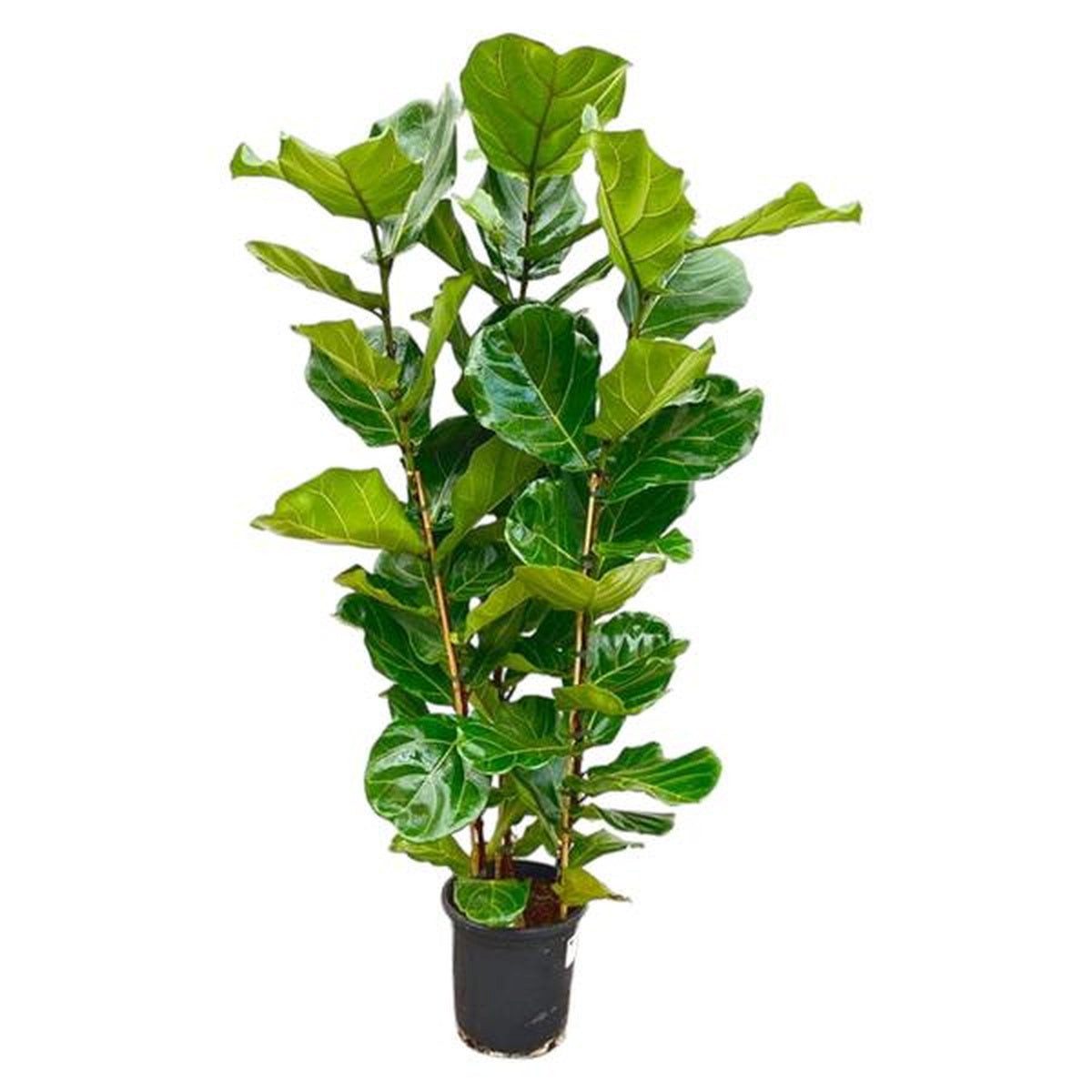 Florora Zimmerpflanze Ficus Lyrata Strauch – Geigenfeige Strauch – 165 cm – Topf 30 cm