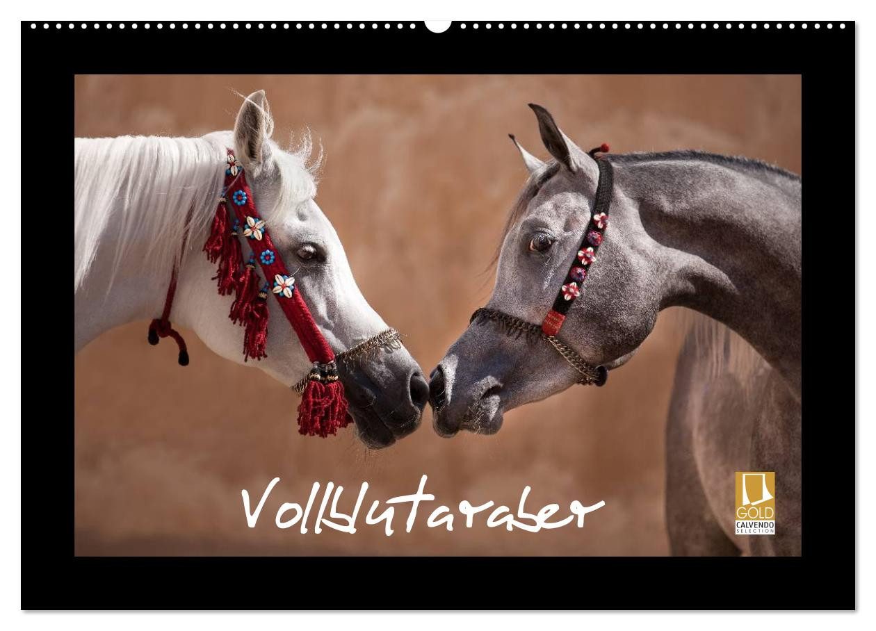 CALVENDO Wandkalender Vollblutaraber (Wandkalender 2027 DIN A2 quer), CALVENDO Monatskalende