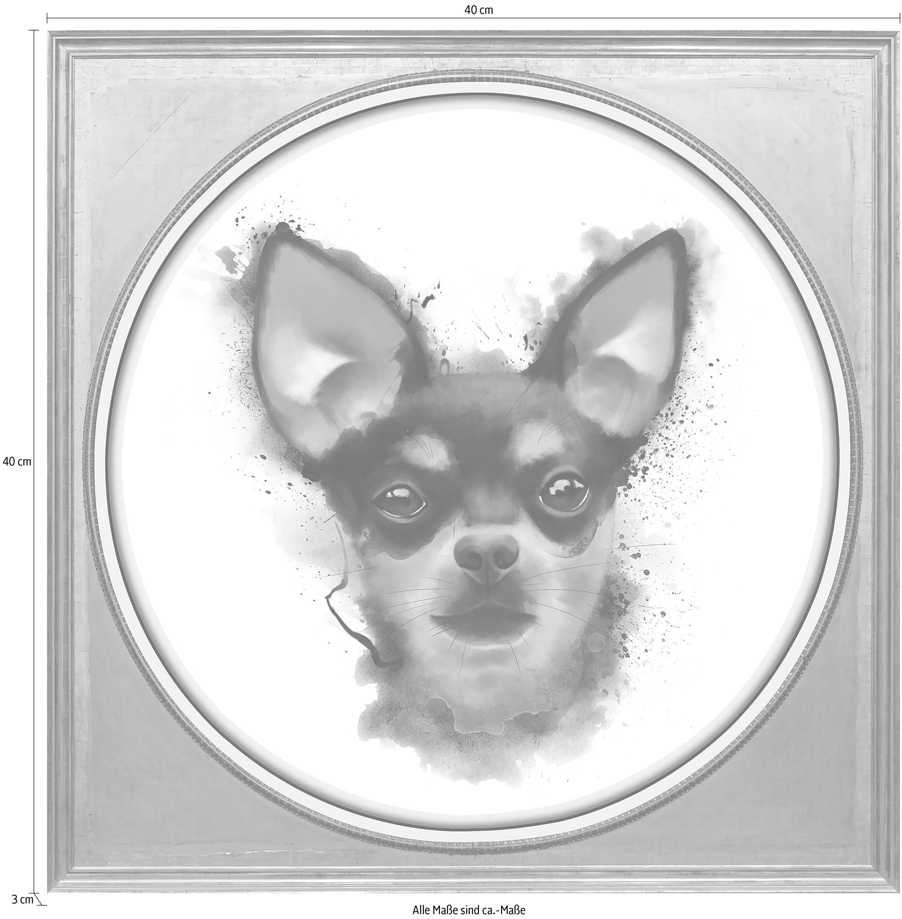 queence Acrylglasbild Chihuahua