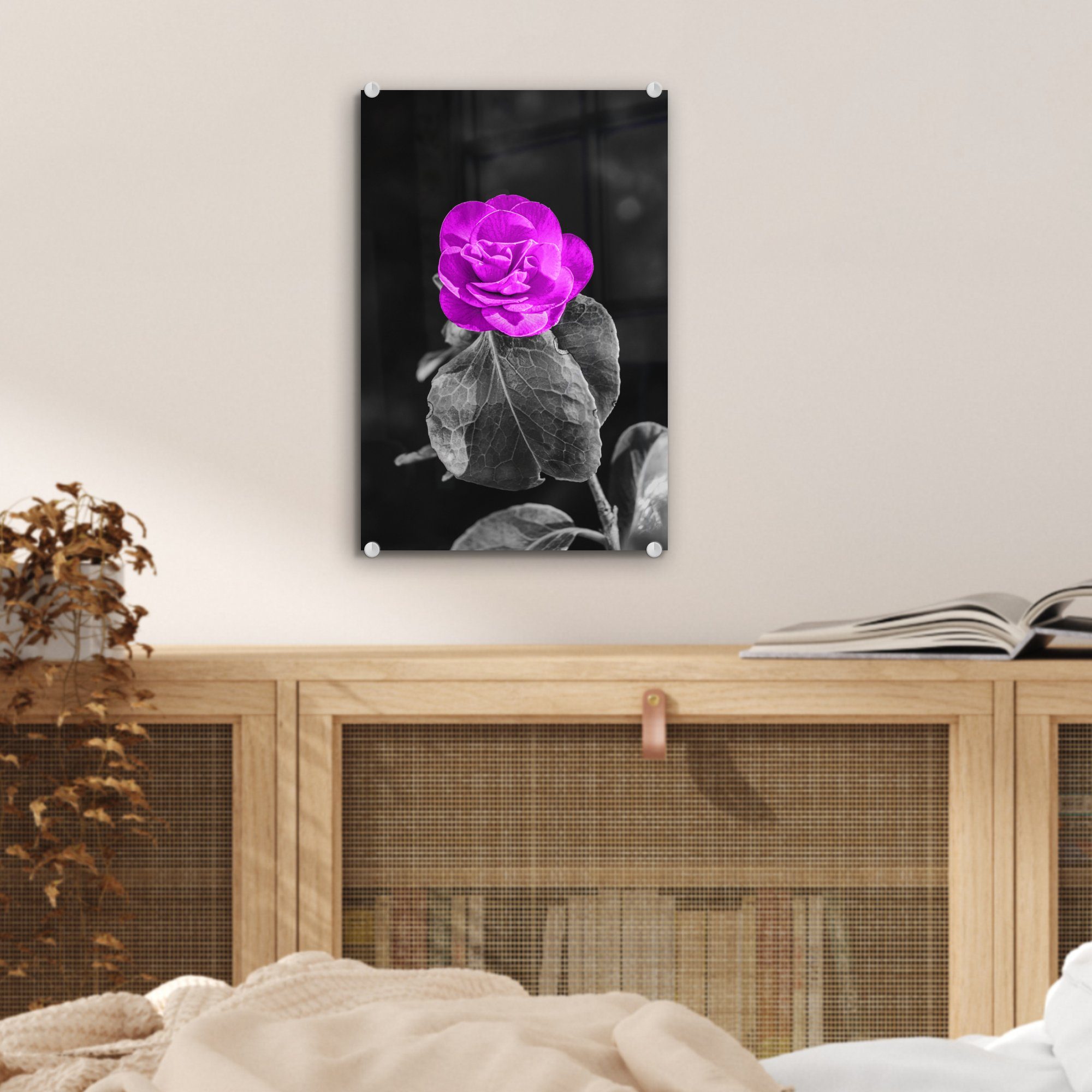 Lila - Wandbild - - Wanddekoration auf Rose - Acrylglasbild bunt Bilder Glasbilder Weiß, Glas Schwarz St), Glas MuchoWow Foto auf - Blumen - (1 -