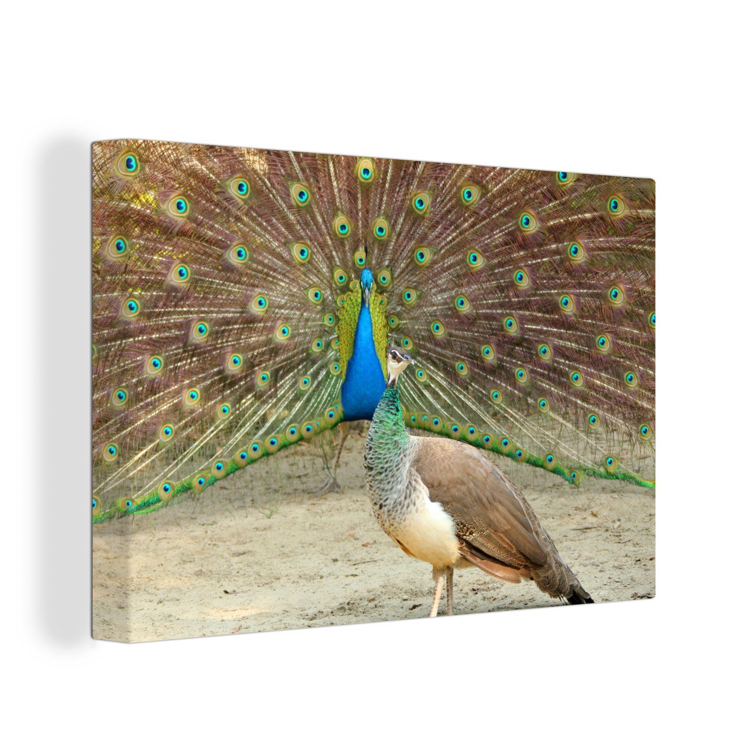 OneMillionCanvasses® Leinwandbild Pfaue - Vögel - Federn, (1 St), Wandbild Leinwandbilder, Aufhängefertig, Wanddeko, 30x20 cm