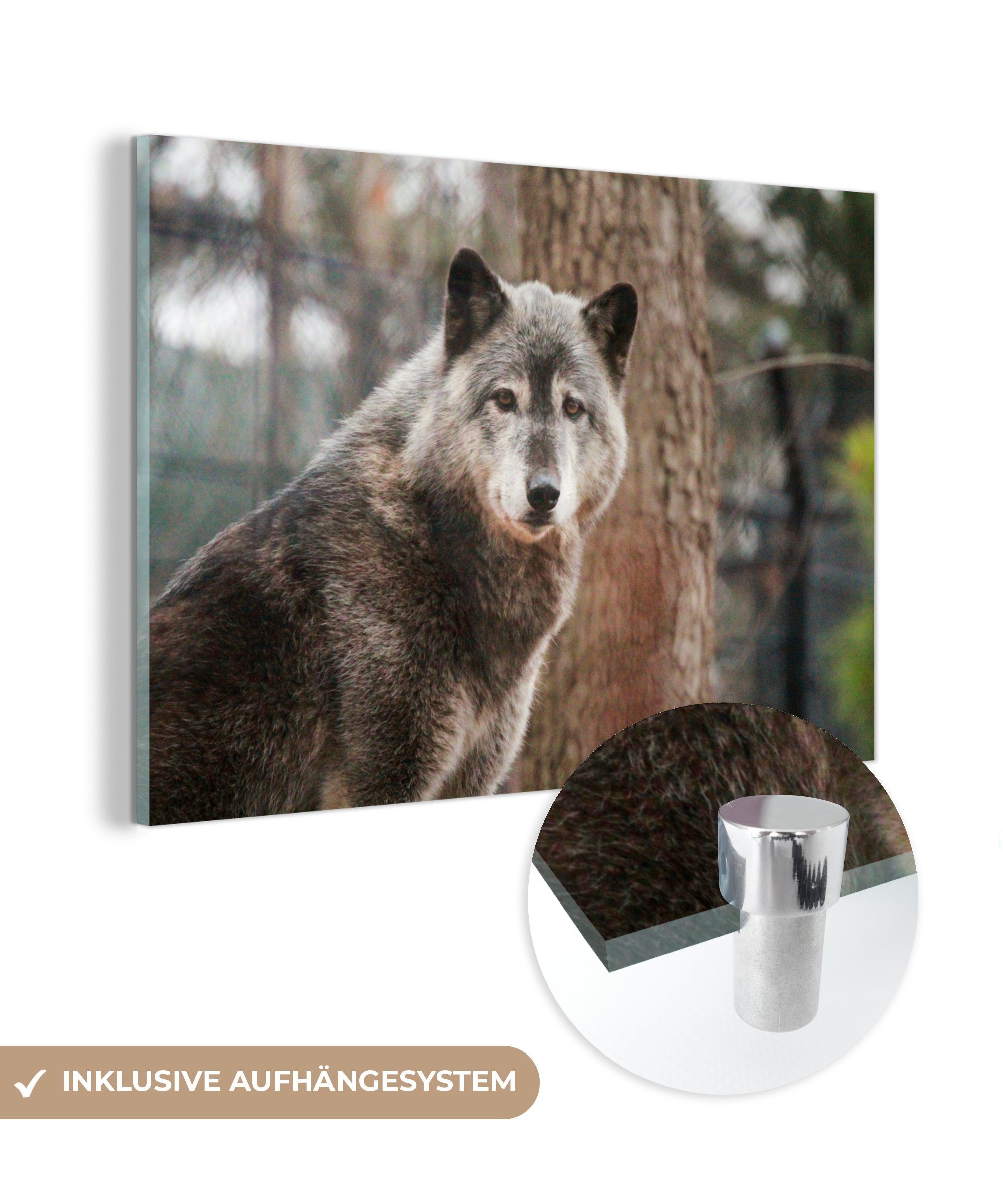MuchoWow Acrylglasbild Wolf - Wald - Baum, (1 St), Acrylglasbilder Wohnzimmer & Schlafzimmer