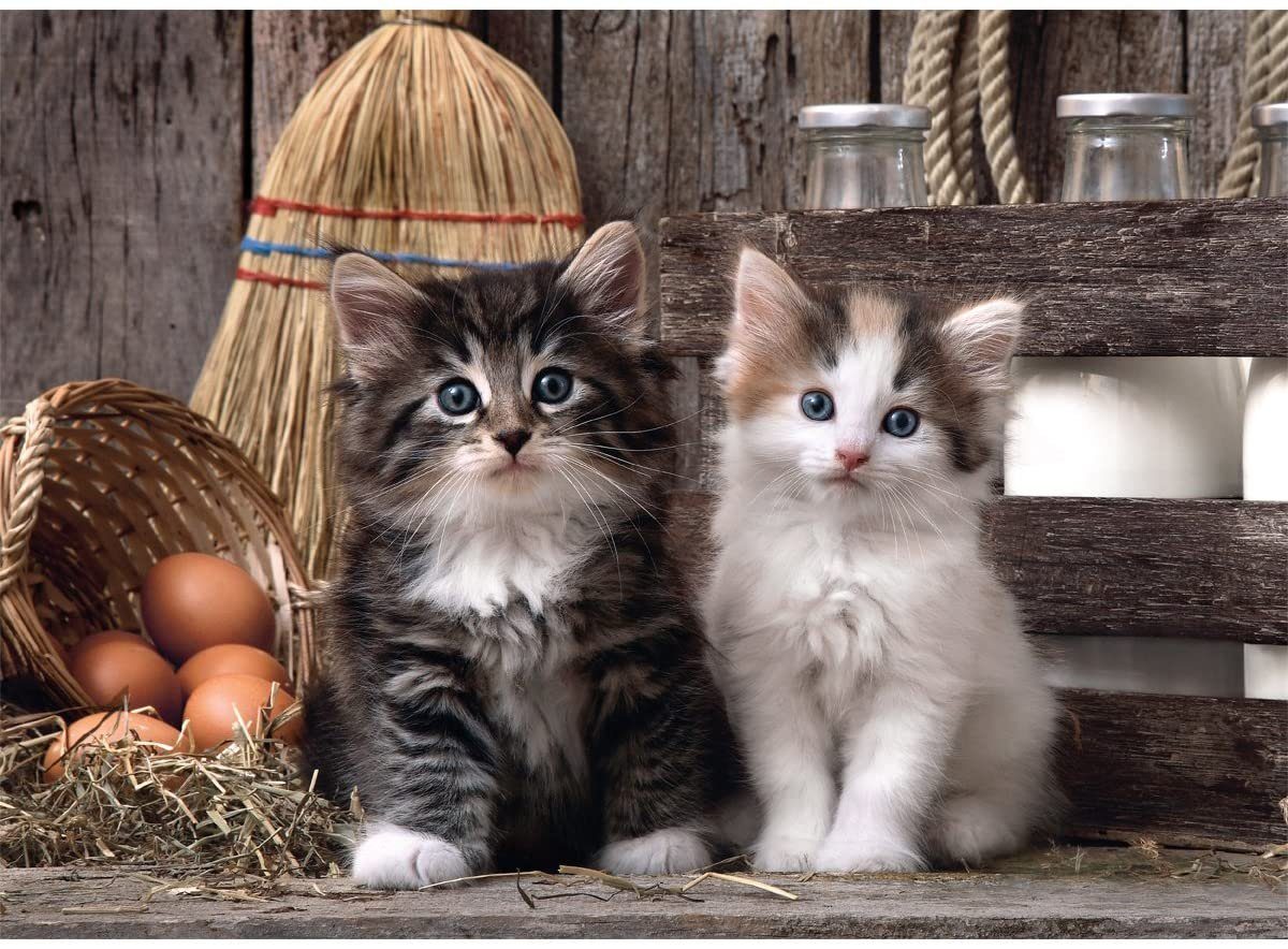 Clementoni® Puzzle High Quality Collection Puzzle "Lovely Kittens", 1000 Puzzleteile