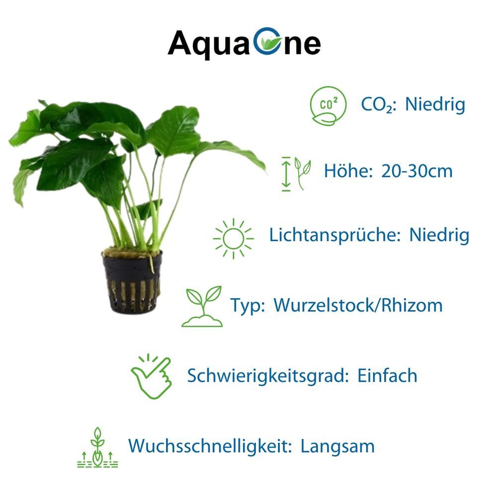 Aquaone Wasserpflanze Pflanzen Set mit 4 Anubias Aquariumpflanzen Set Nr.134 – Bild 3 von 5