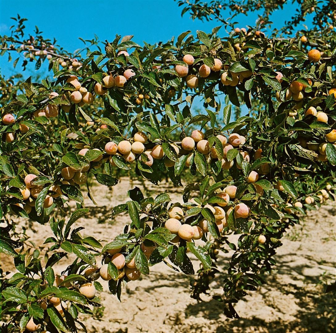 Pflanzen für Dich Obstpflanze Prunus armeniaca Nancy Aprikose, 1 St., Aprikose, Marille, süßfruchtig, frühreifend