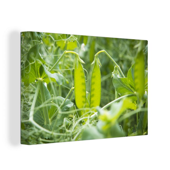 OneMillionCanvasses® Leinwandbild Gemüse - Grün - Bohnen (1 St) Wandbild Leinwandbilder Aufhängefertig Wanddeko