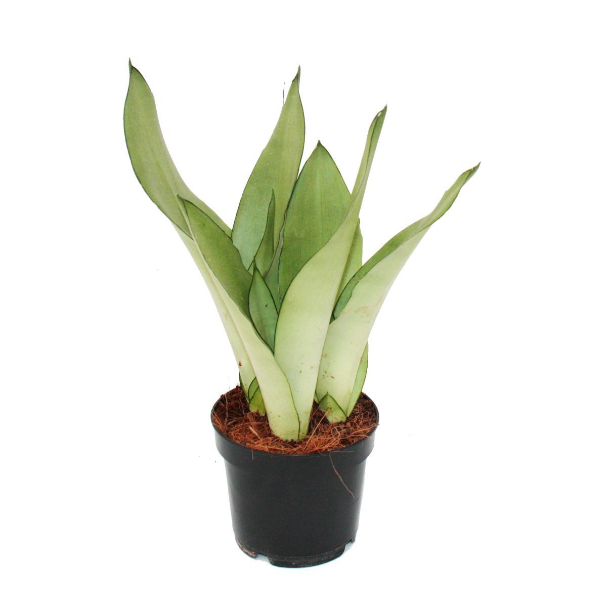 Exotenherz Zimmerpflanze Sansevieria trifasciata Moonshine silberner Bogenhanf 12cm Topf