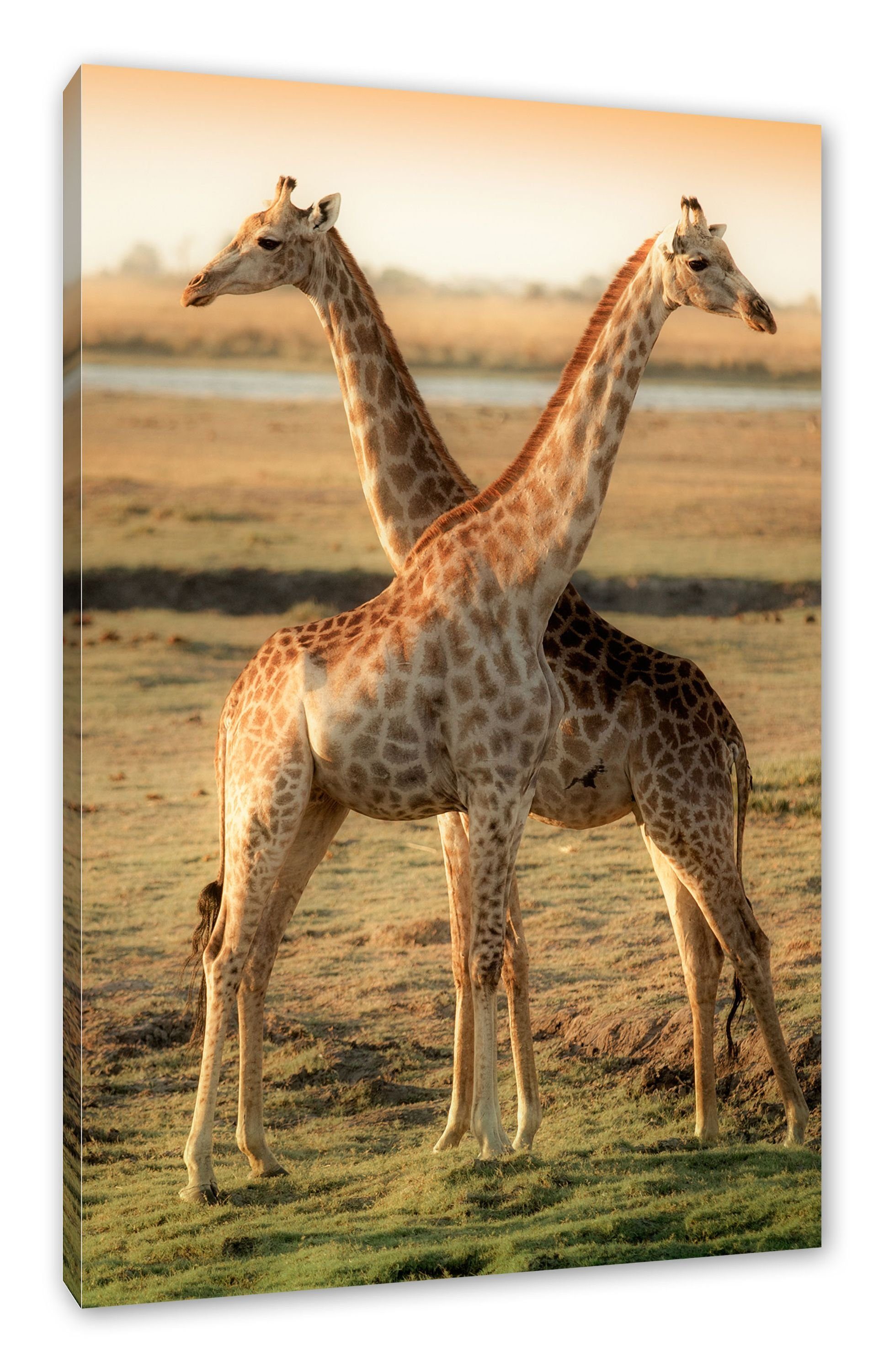 Pixxprint Leinwandbild Giraffen Paar, Giraffen Paar (1 St), Leinwandbild fertig bespannt, inkl. Zackenaufhänger