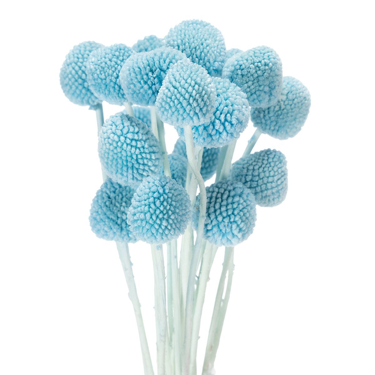 Trockenblume Trockenblumen Craspedia für Vasen Dekoration modern langlebig, 20 Stü, Florists Products, Höhe 55 cm