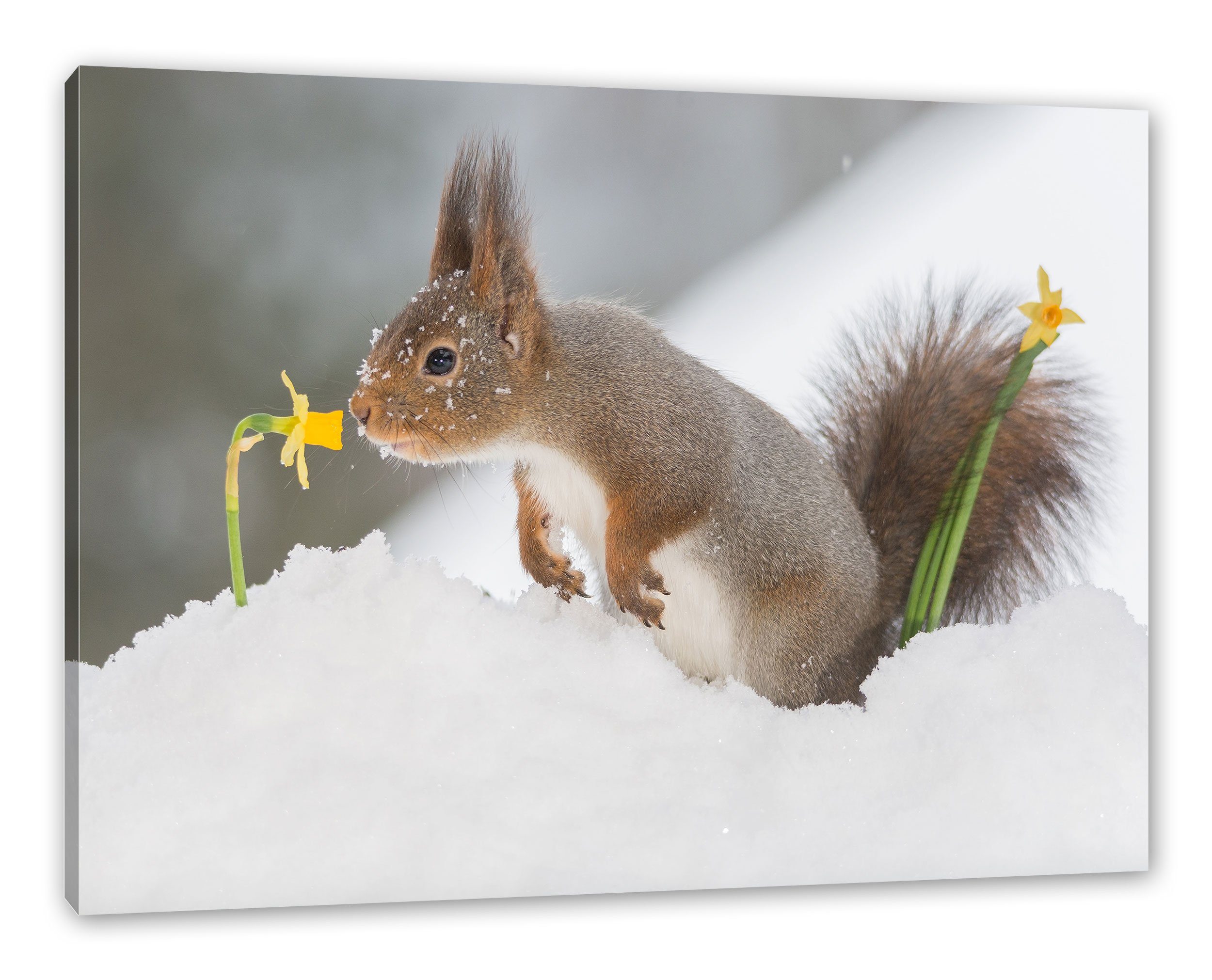 Pixxprint Leinwandbild Eichhörnchen im Schnee, Eichhörnchen im Schnee (1 St), Leinwandbild fertig bespannt, inkl. Zackenaufhänger | Leinwandbilder
