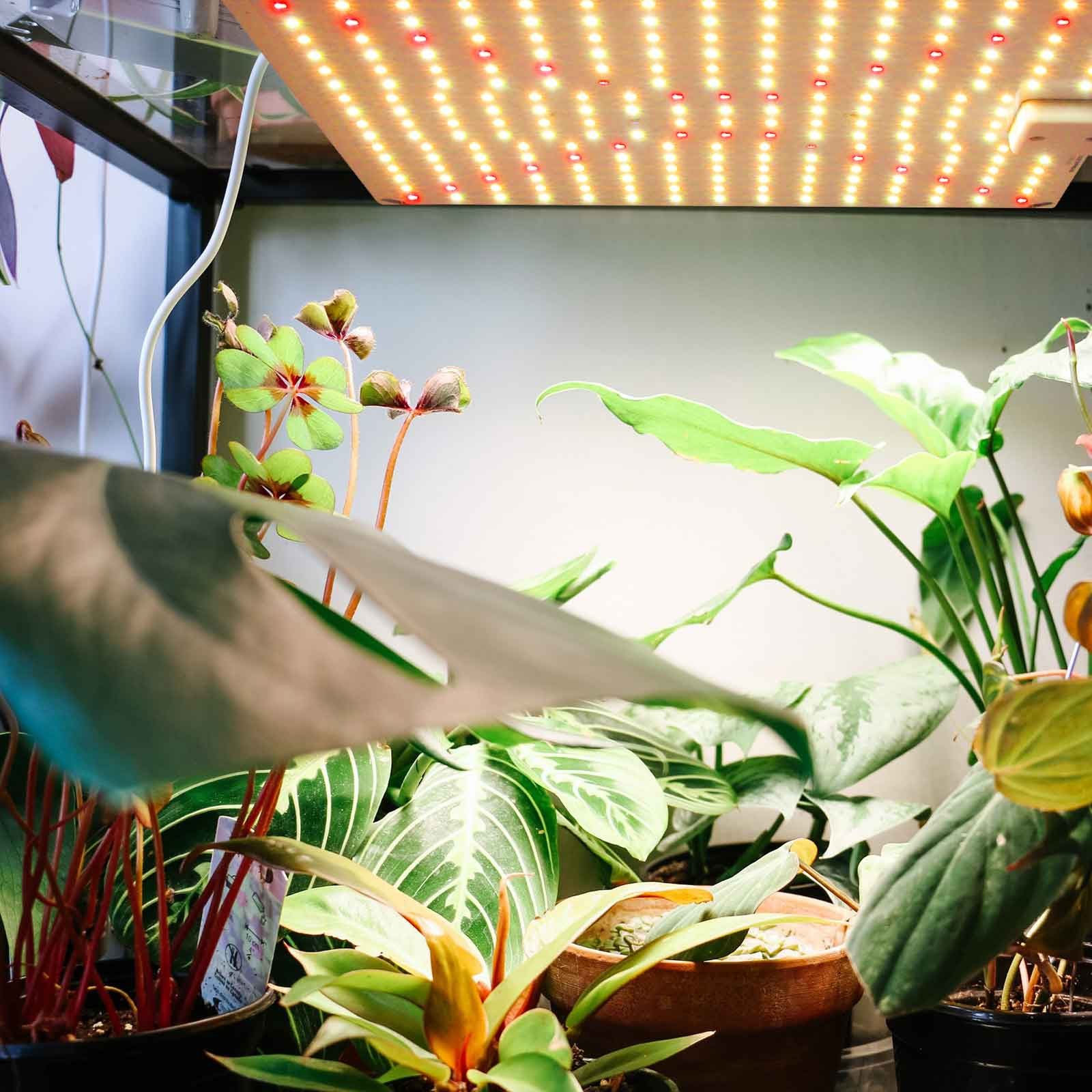 Jibenhome Pflanzenlampe LED Grow Lampe Pflanzenlicht günstig online kaufen