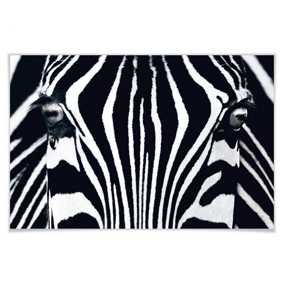 Wohnzimmer cm, Poster Black Zebra Poster & Wizard + White Pferd Wandposter XXL Wandbild Genius Safari modern 175x115