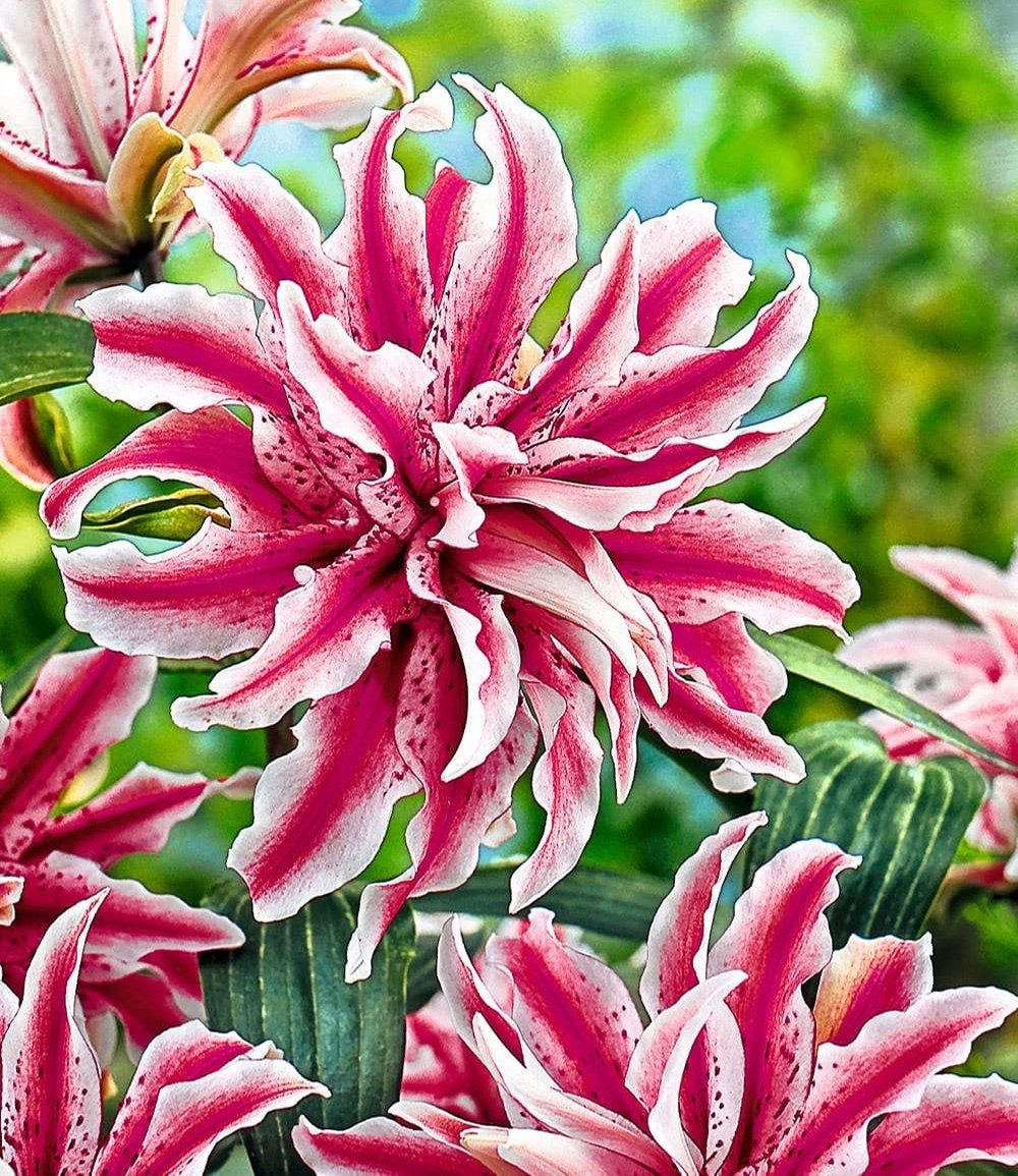 BALDUR Garten Blumenzwiebeln Riesen-Duftlilie 'Oriental Magic Star', Schnittblume, duftend, gefüllte Blüten, winterhart, mehrjährig