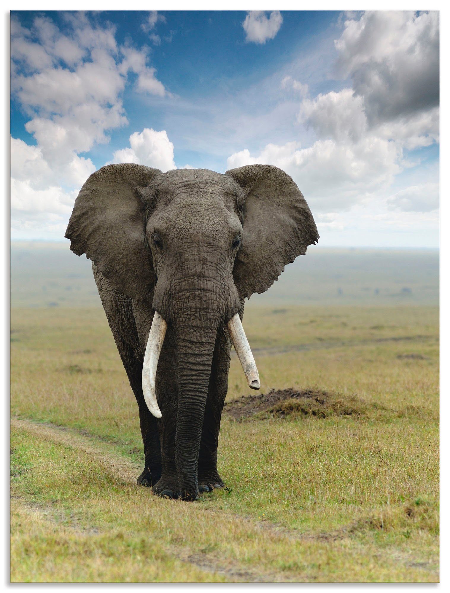 Artland Wandbild Elefant, Wildtiere Größen Alubild, Wandaufkleber St), versch. Leinwandbild, (1 als in Poster oder