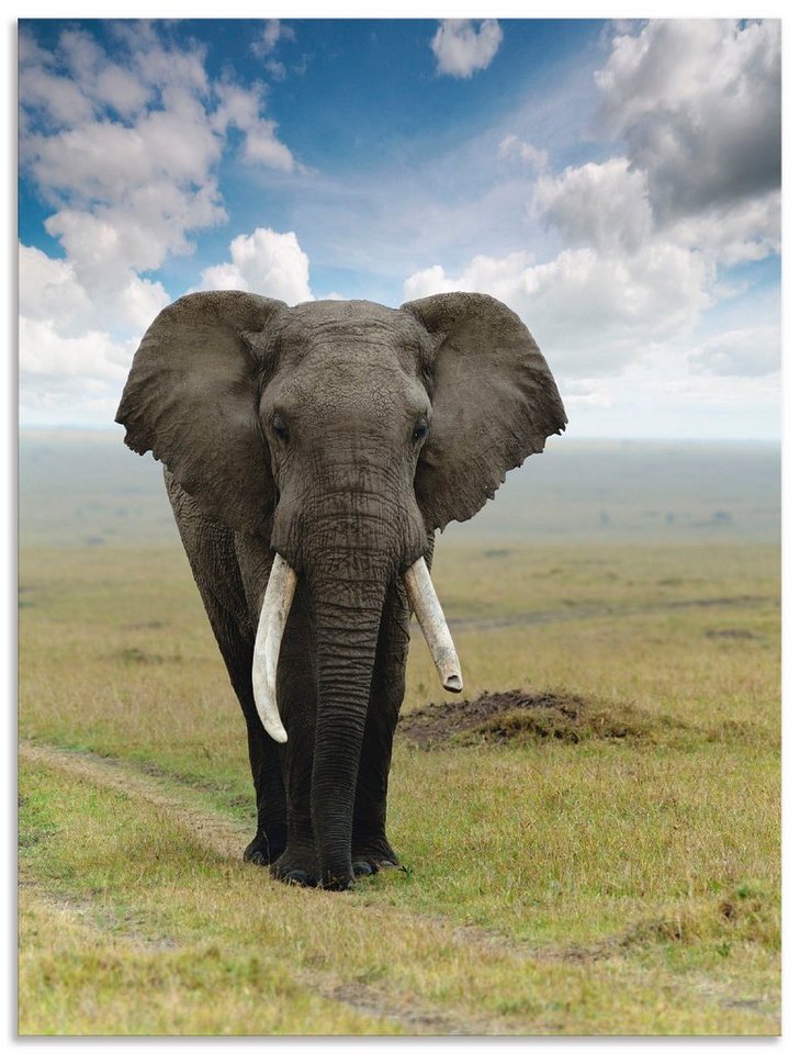 Artland Wandbild Elefant, Wildtiere (1 St), als Alubild, Leinwandbild,  Wandaufkleber oder Poster in versch. Größen, Fertig zum Aufhängen für  einfache Montag