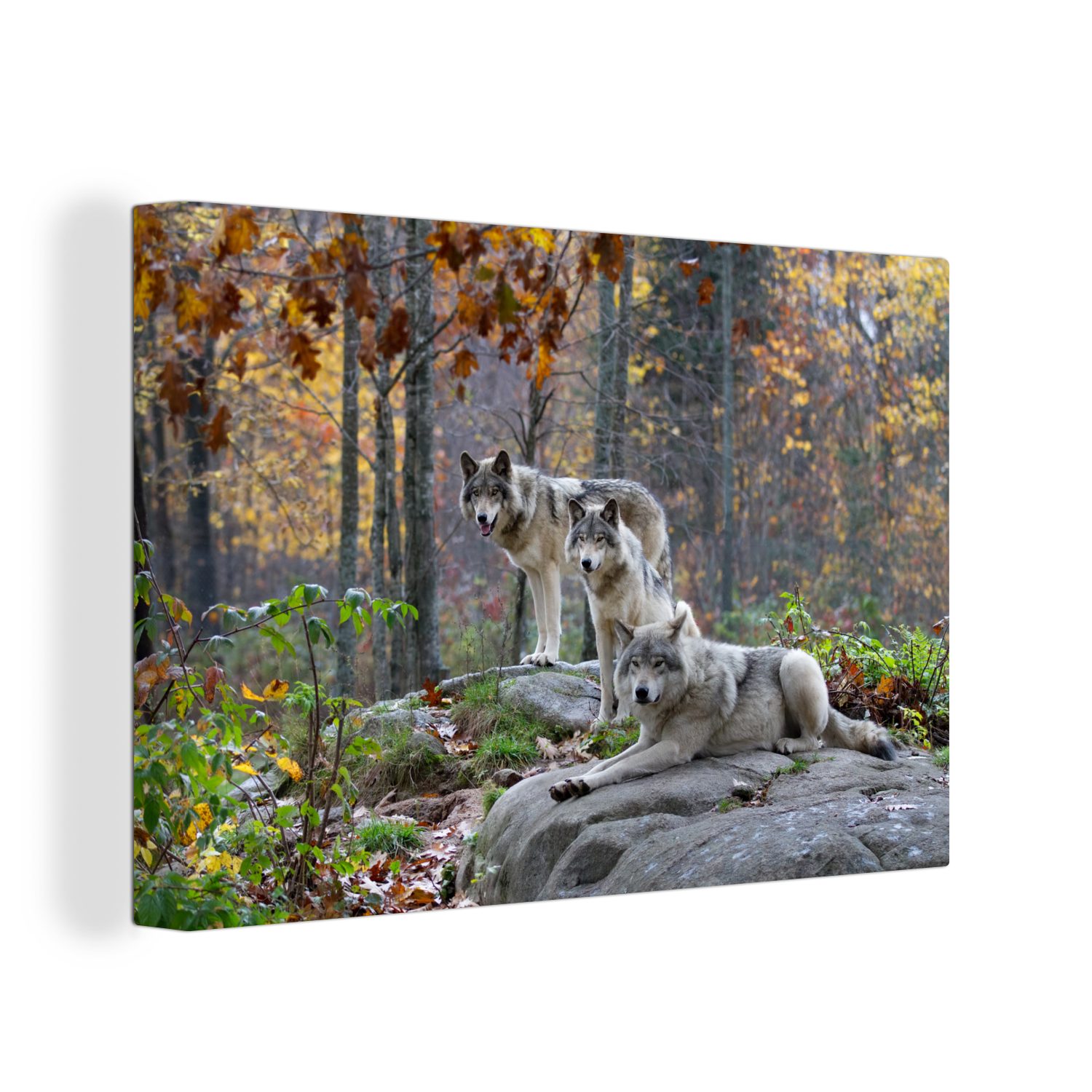 OneMillionCanvasses® Leinwandbild Wolf - Herbst - Wald, (1 St), Wandbild Leinwandbilder, Aufhängefertig, Wanddeko, 30x20 cm