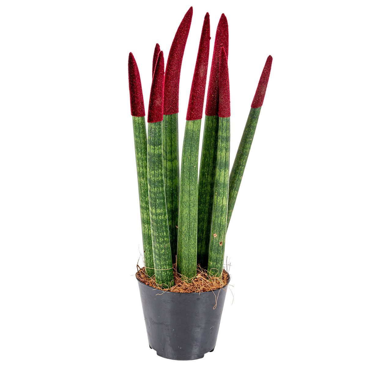 Bloomique Zimmerpflanze Sansevieria Velvet Touch - Schwiegermutterzunge - Bogenhanf - Zimmerpf, 1 St.