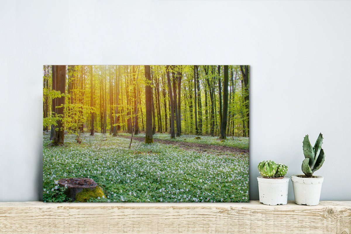 Wald beleuchtet, St), 30x20 Lichtstrahlen (1 Aufhängefertig, OneMillionCanvasses® Leinwandbild Grüner Wandbild von Leinwandbilder, cm Wanddeko,