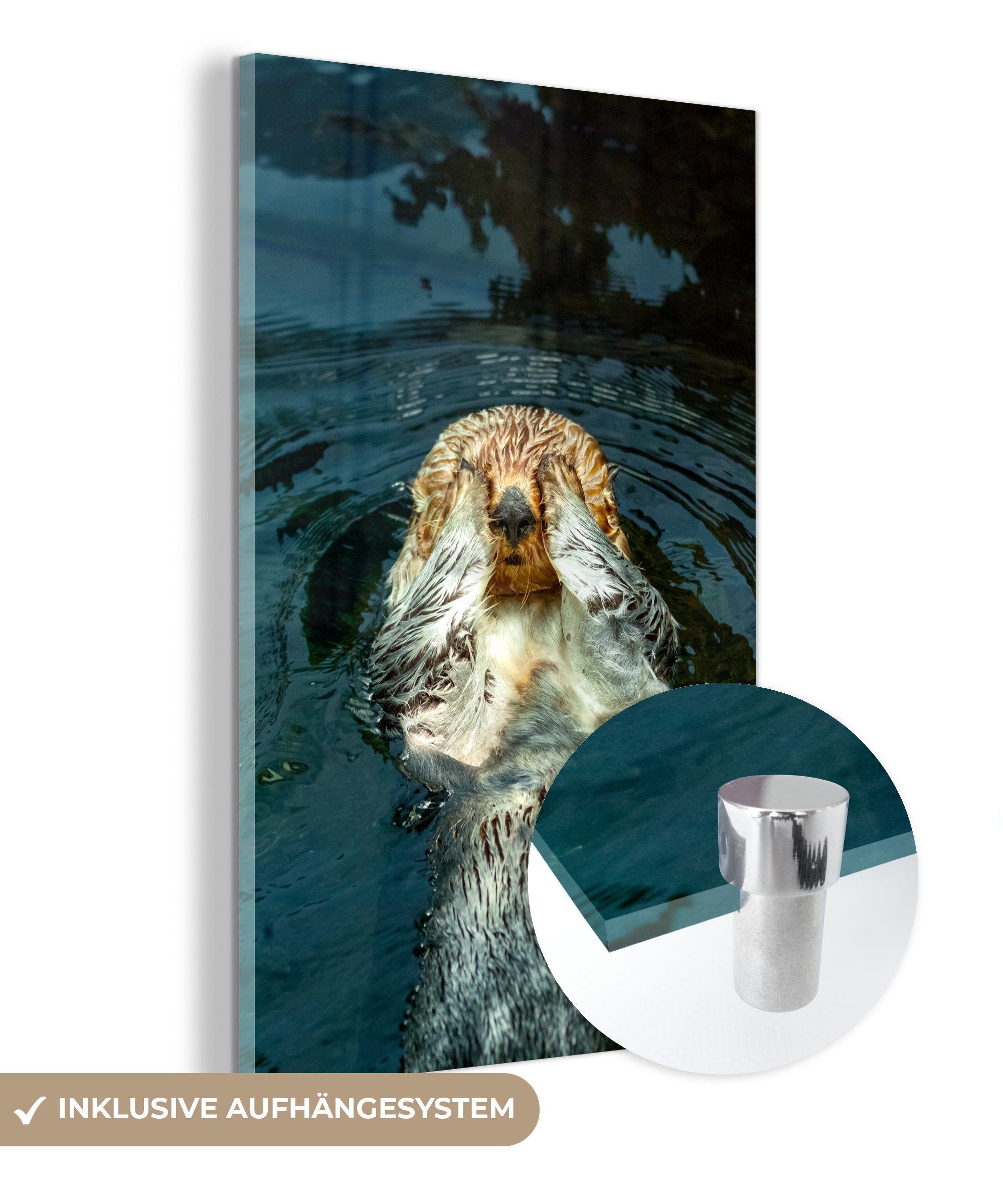 MuchoWow Acrylglasbild Otter im Wasser liegend, Inkl. Aufhängung, Dekorative Bild für Küche & Wohnzimmer auf Glas, 20x30 cm