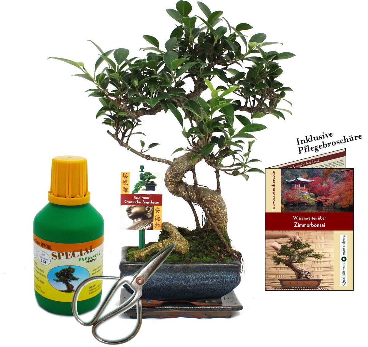 Exotenherz Zimmerpflanze Geschenkset Bonsai Ficus Chinesischer Feigenbaum ca. 6 Jahre alt