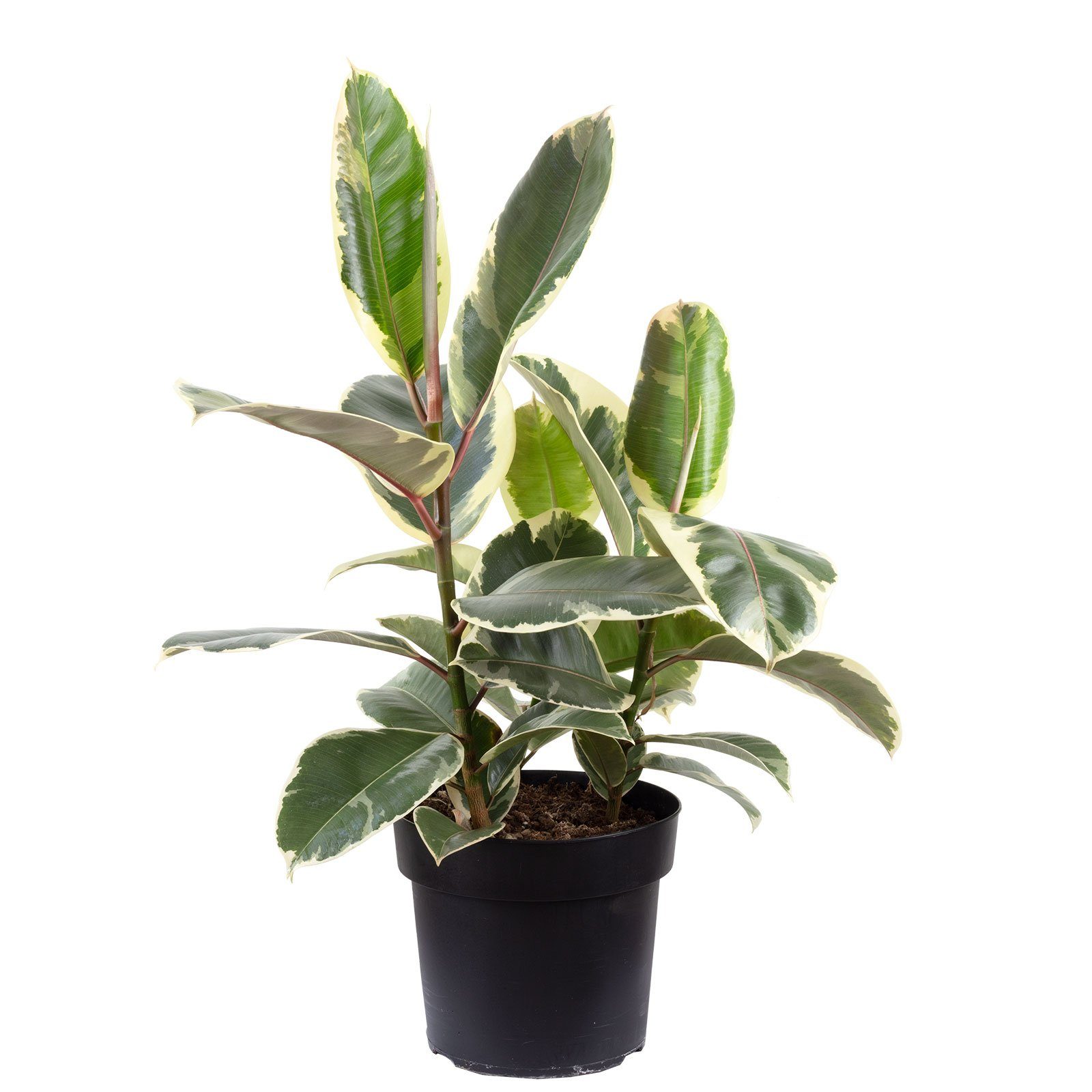 Flowerbox Zimmerpflanze Gummibaum - Ficus elastica "Tineke", - Höhe ca. 45 cm, Topf-Ø 21 cm. € 38,79