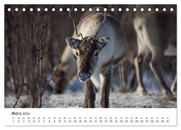 CALVENDO Wandkalender Rentiere (Tischkalender 2024 DIN A5 quer), CALVENDO Monatskalender