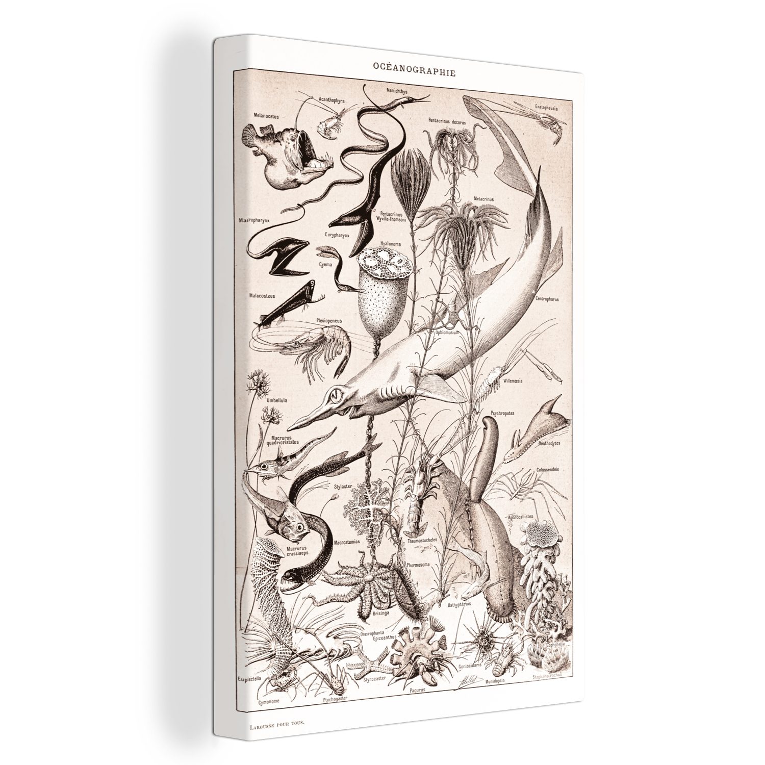 OneMillionCanvasses® Leinwandbild Tiere - Meerestiere - Schwarz - Weiß, (1 St), Leinwandbild fertig bespannt inkl. Zackenaufhänger, Gemälde, 20x30 cm