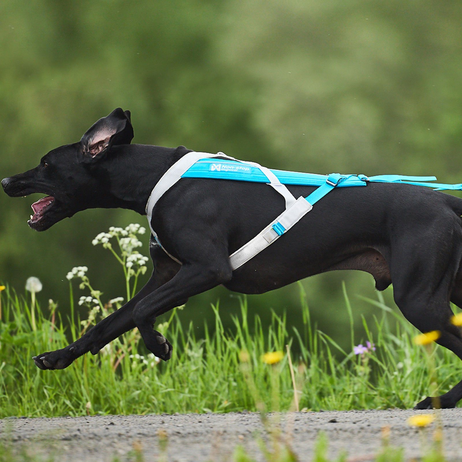 Non-stop dogwear Hunde-Powergeschirr FREEMOTION HARNESS 5.0 teal, verstellb günstig online kaufen
