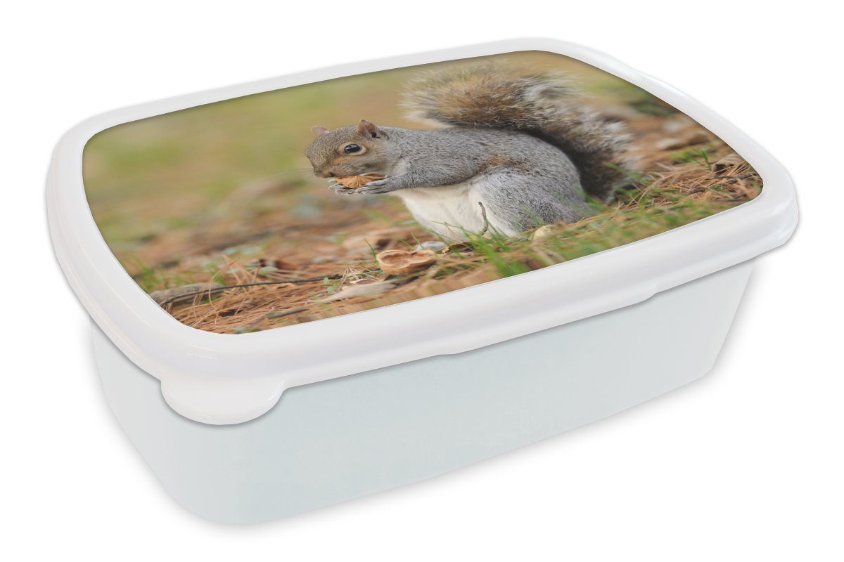 Erdnuss, Brotdose, (2-tlg), Jungs Kunststoff, für MuchoWow Mädchen und Kinder Lunchbox Erwachsene, und Eichhörnchen mit Brotbox für weiß