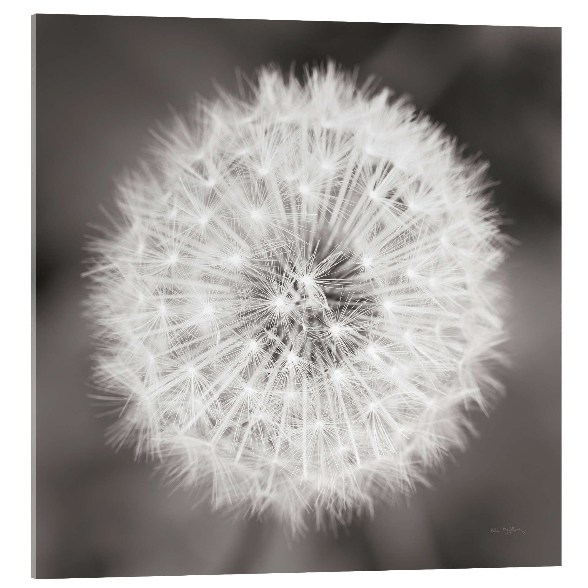 Acrylglasbild Alan Majchrowicz