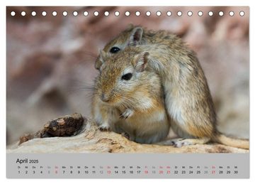 CALVENDO Wandkalender Mausebande (Tischkalender 2025 DIN A5 quer), CALVENDO Monatskalender
