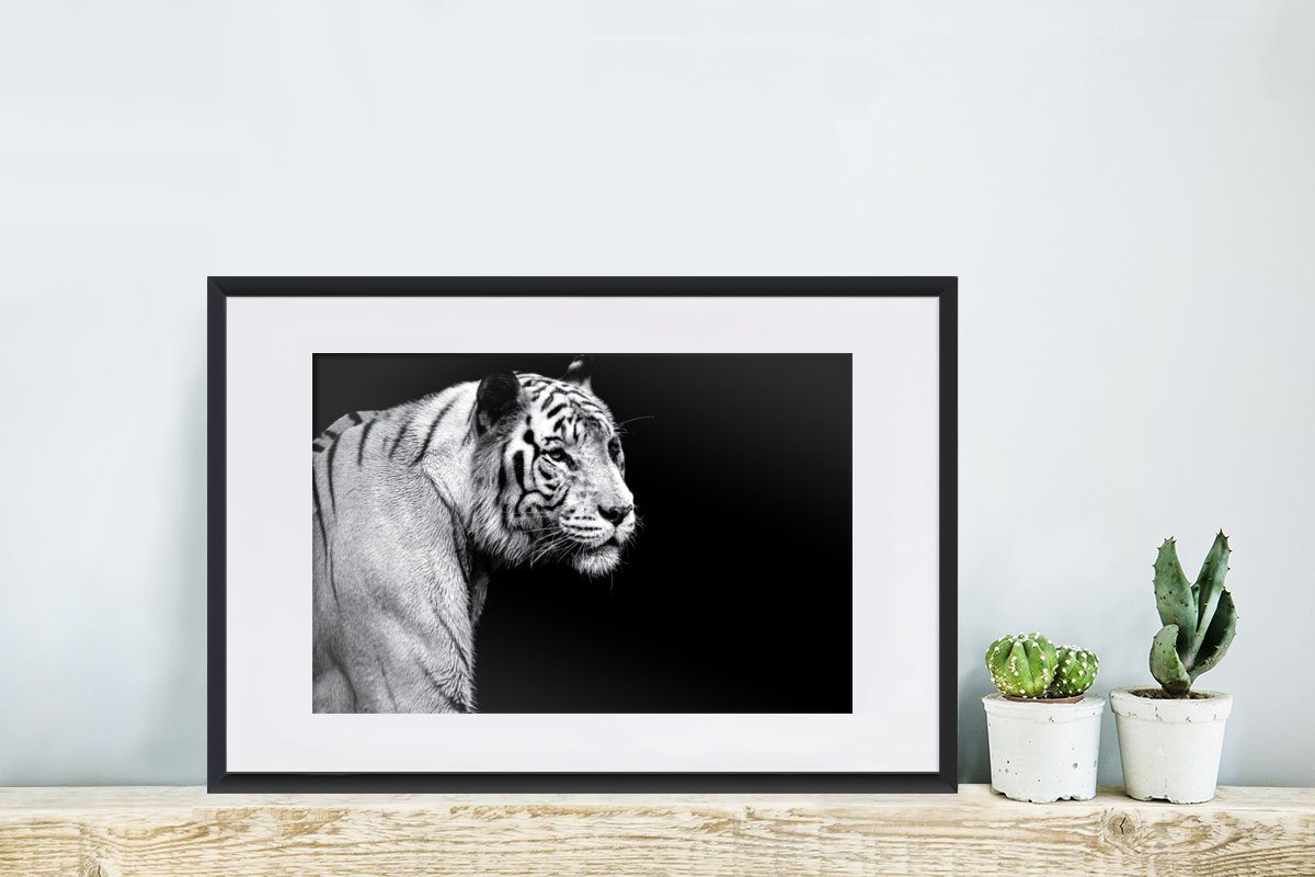 Tigers Kunstdruck, Rahmen, Bilderrahmen weißen St), Poster, Studioaufnahme eines (1 Hintergrund, Poster Schwarzem MuchoWow auf Gerahmtes schwarzem mit